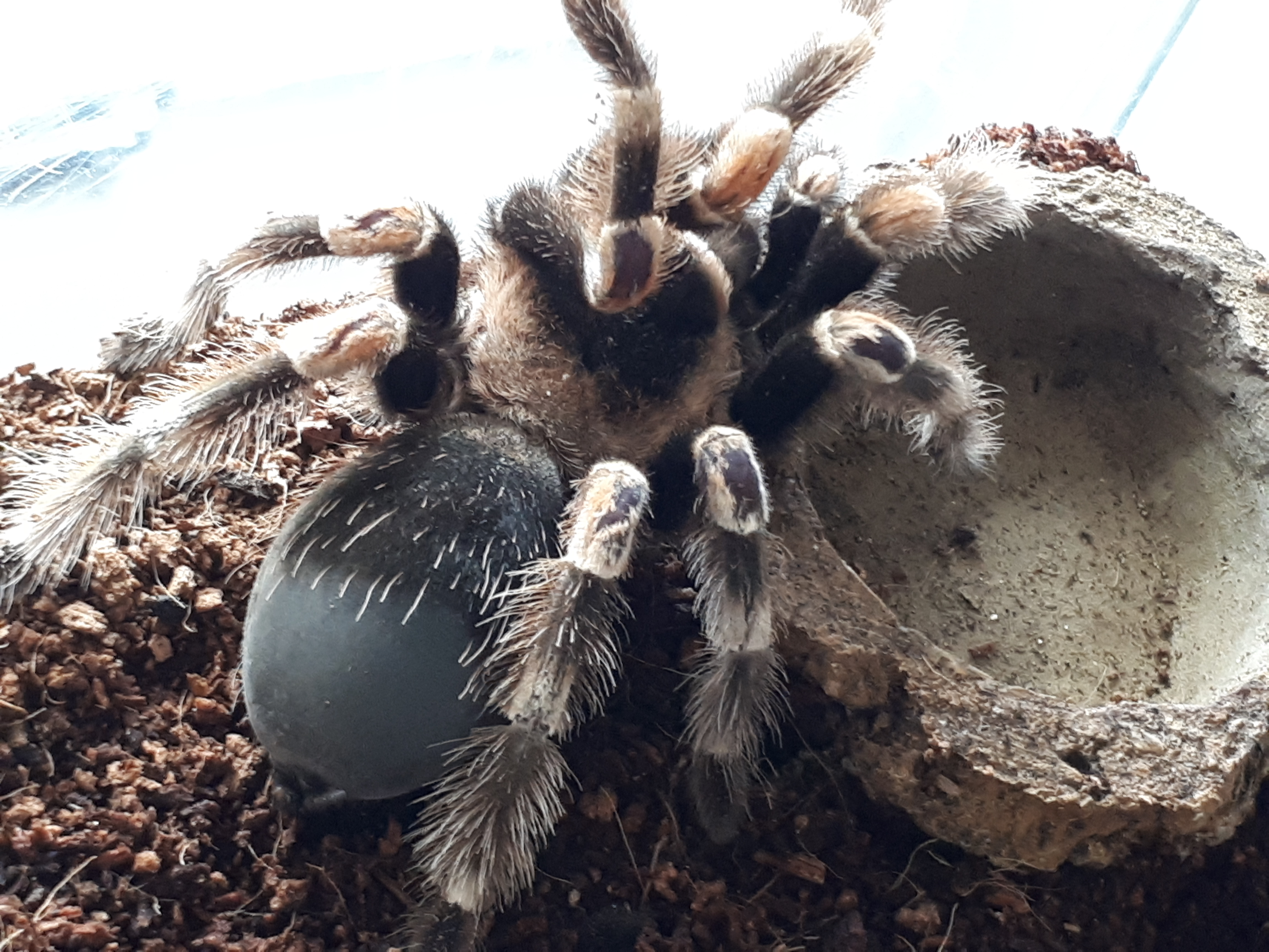 B. smithi