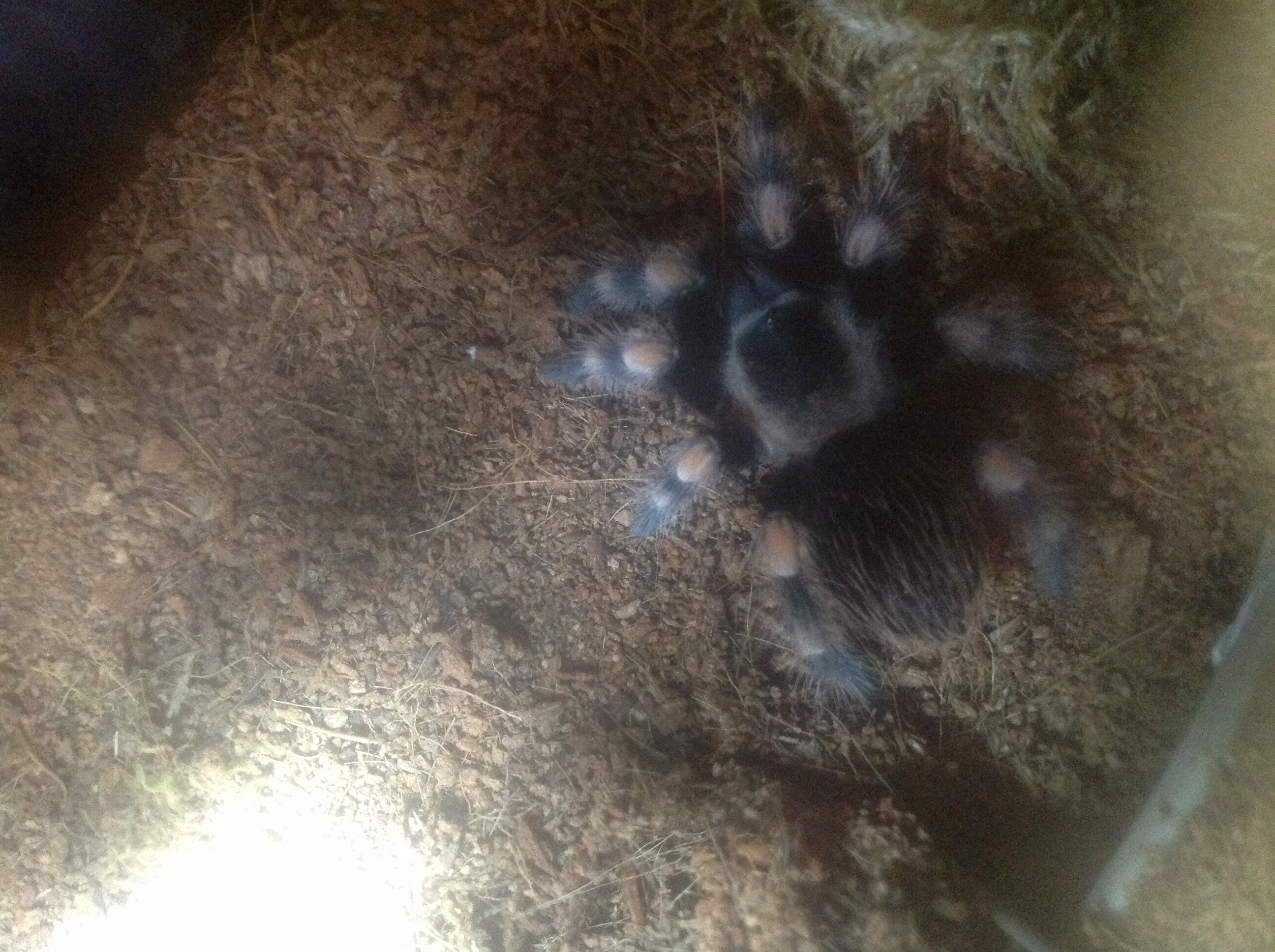 B.smithi