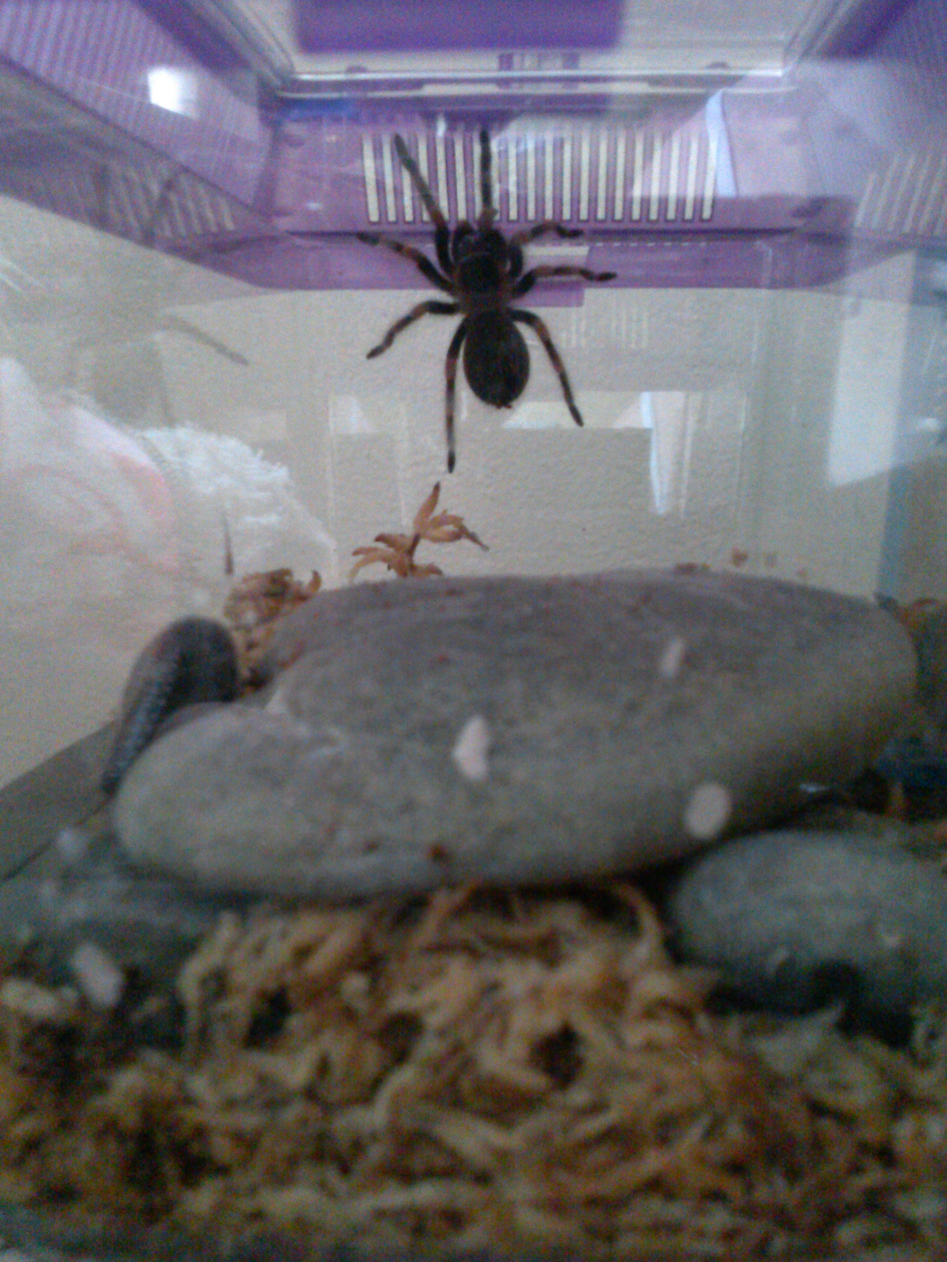 b.smithi