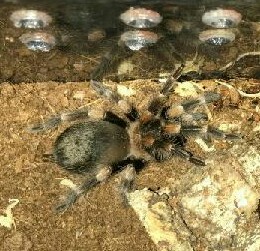 B.smithi