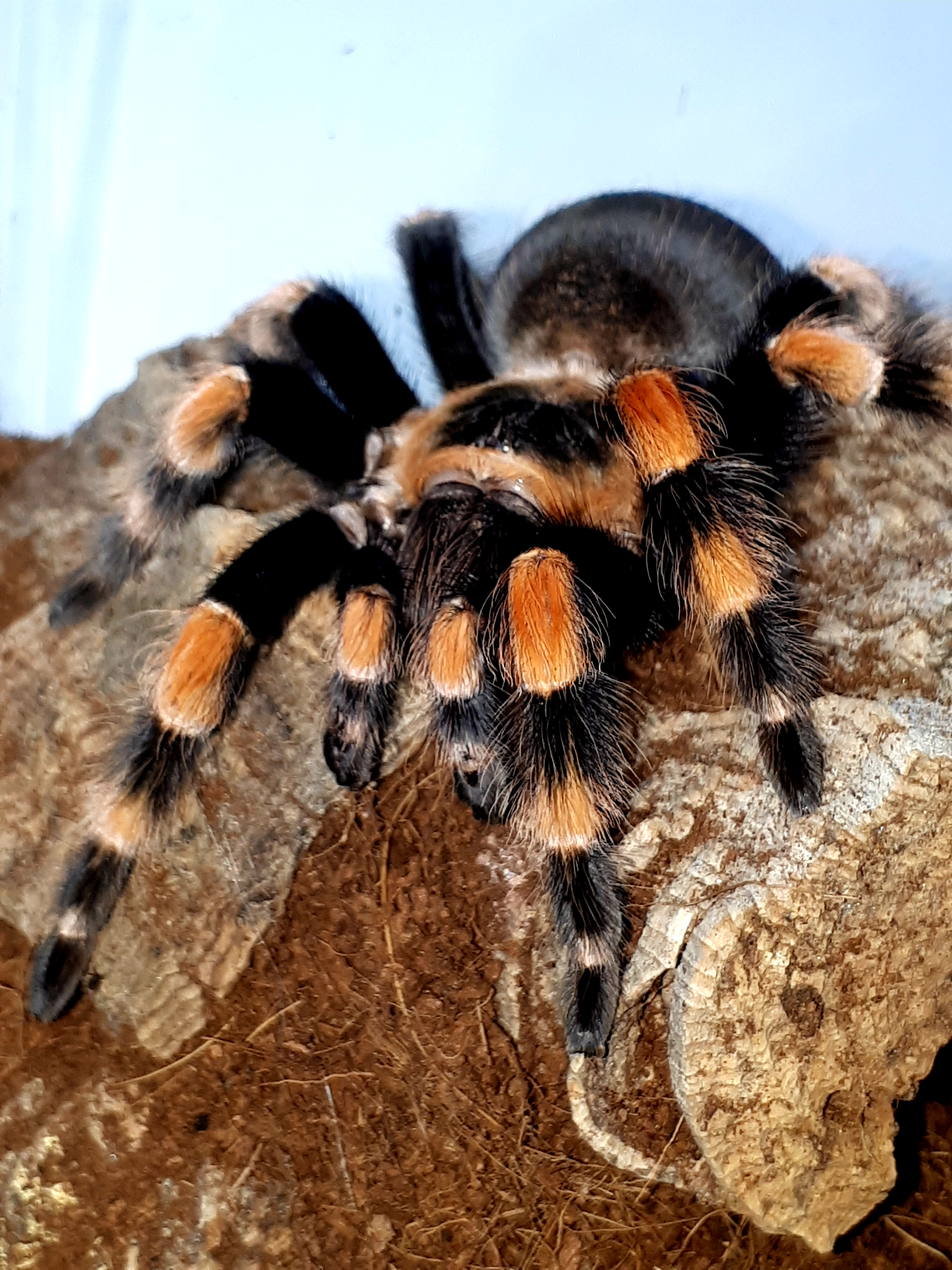 B smithi