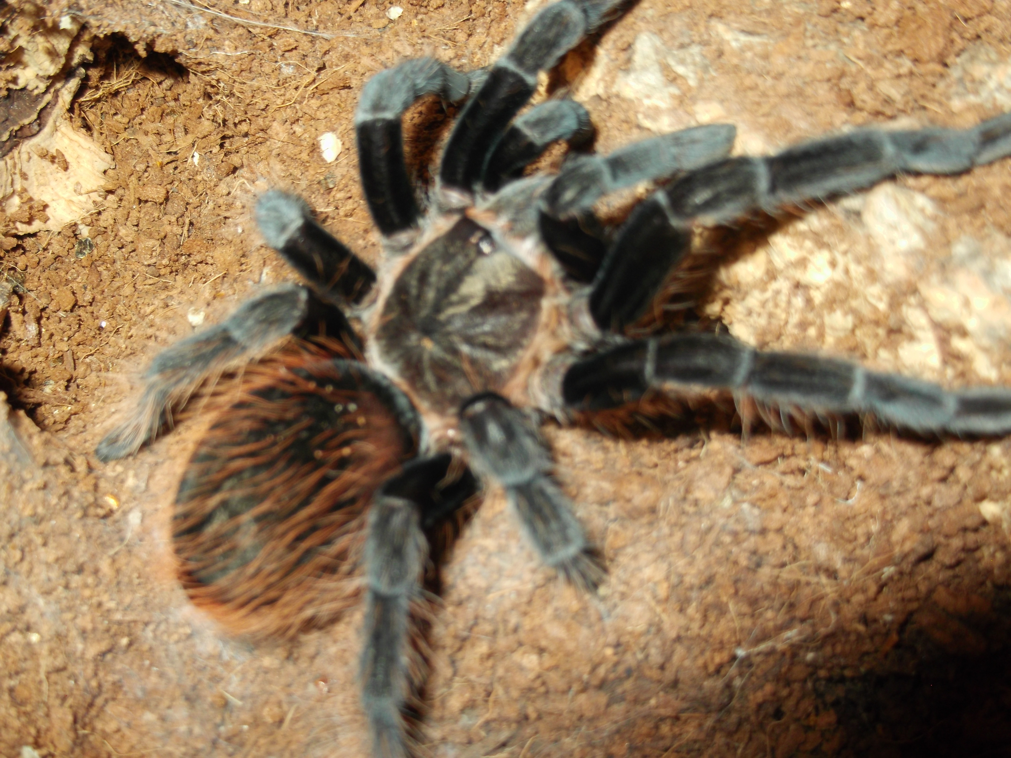B. Vagans