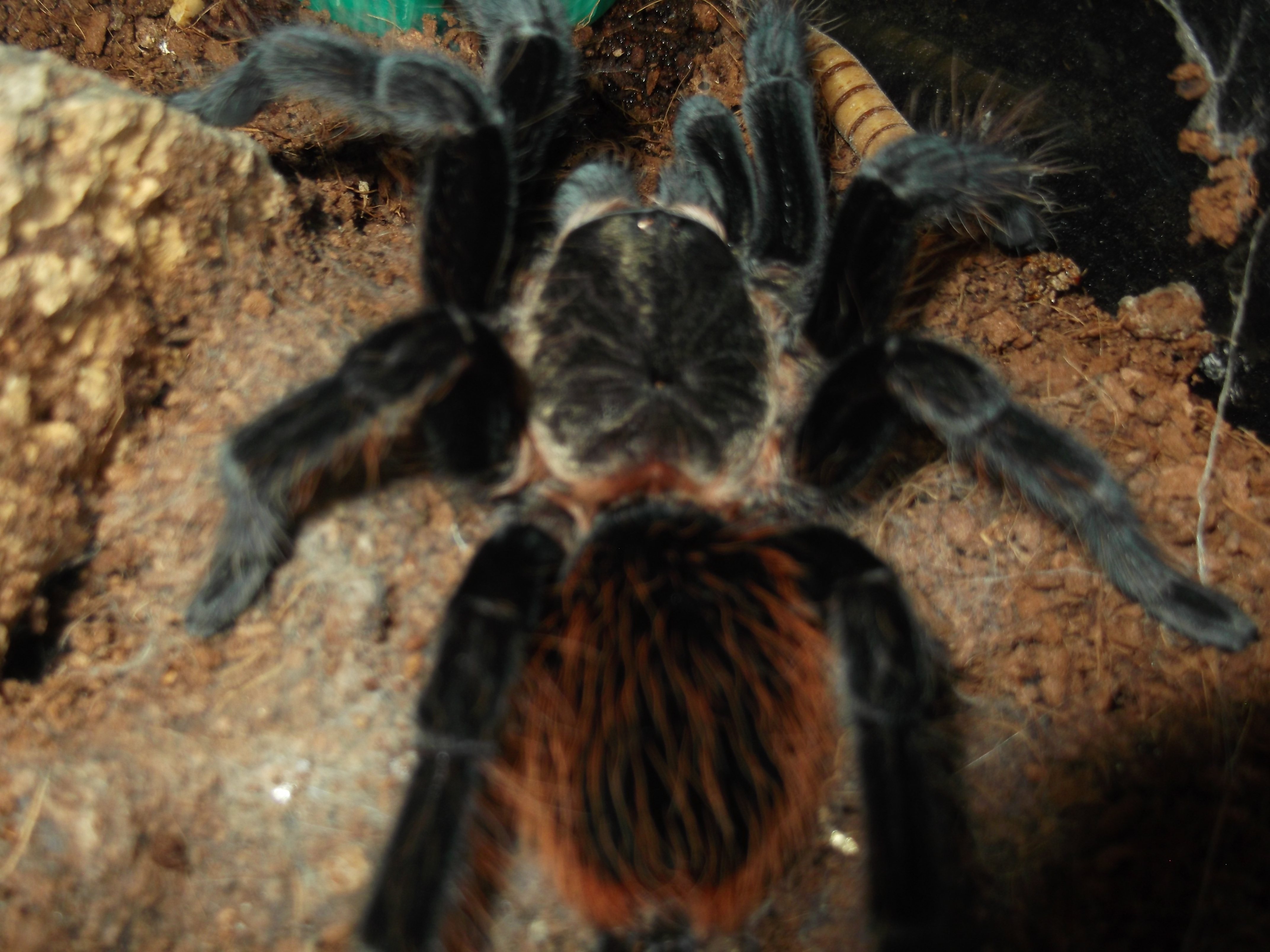 B. Vagans