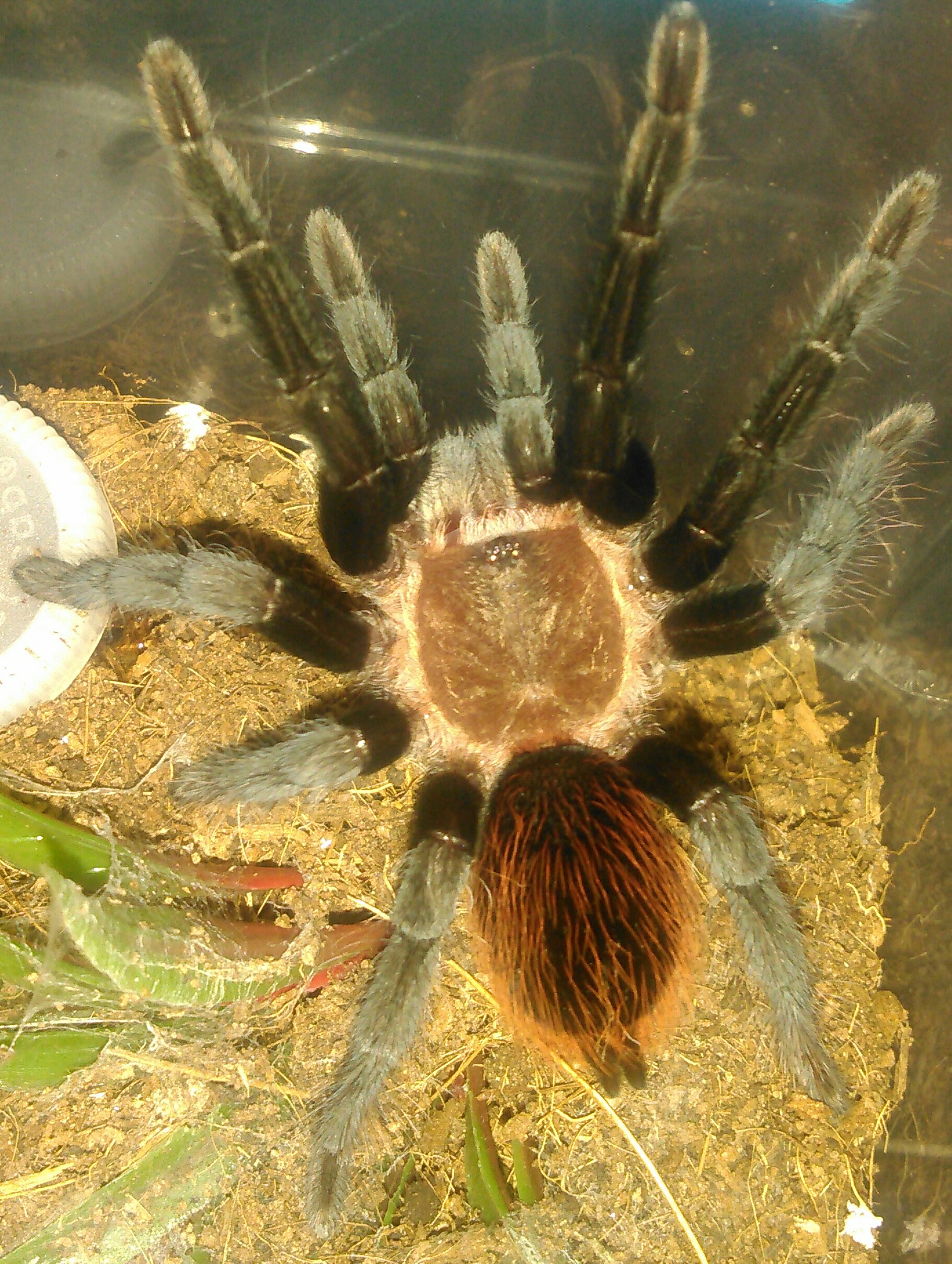 B.vagans