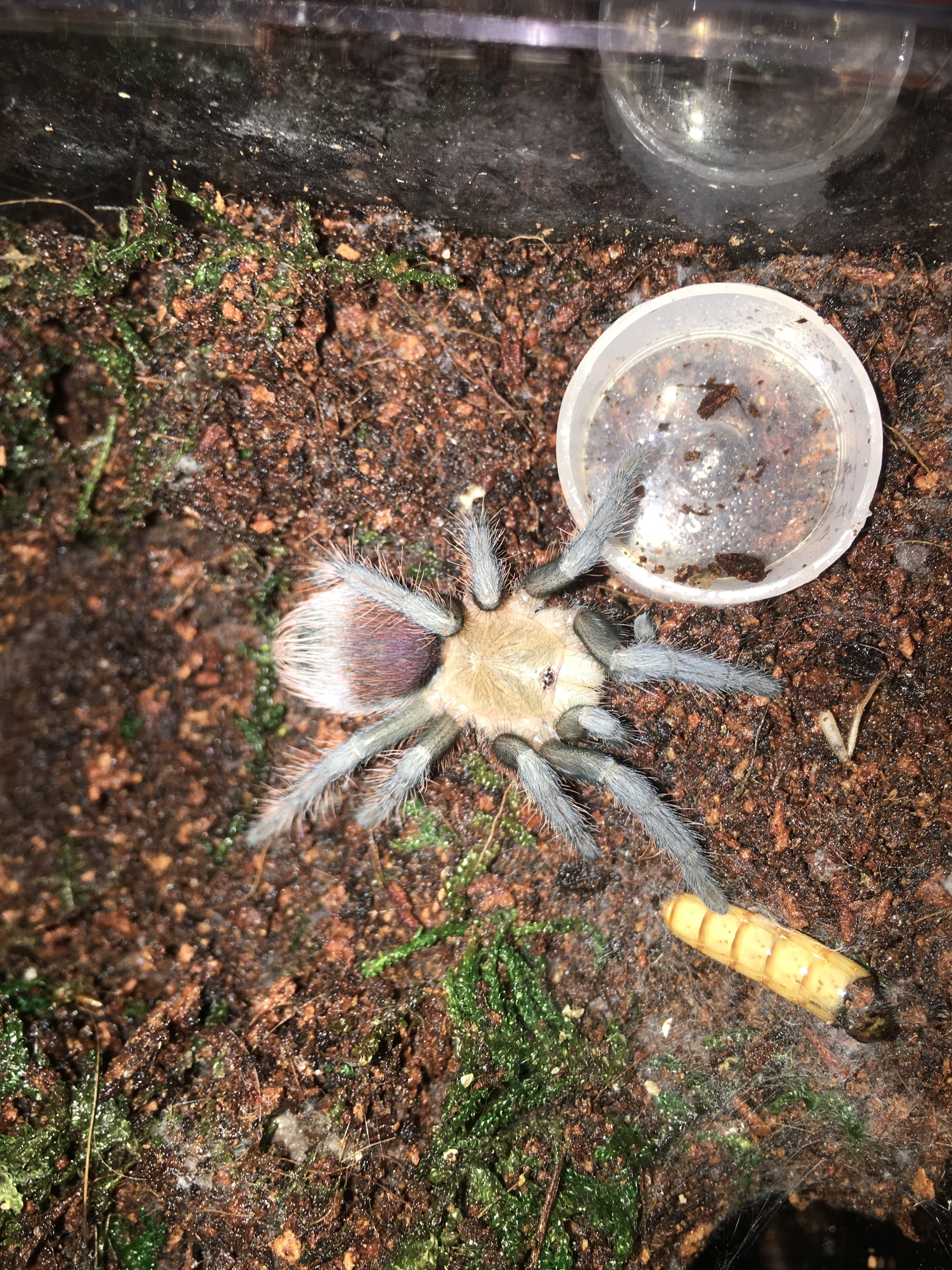 B. vagans