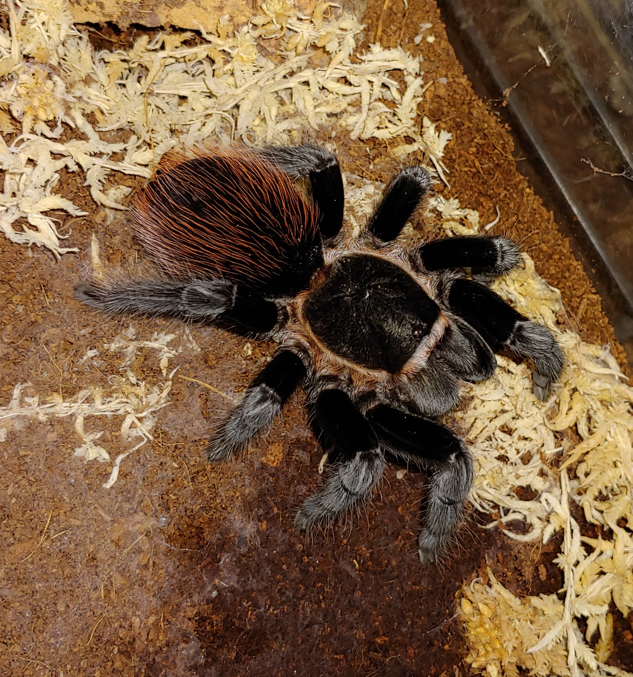 B.vagans