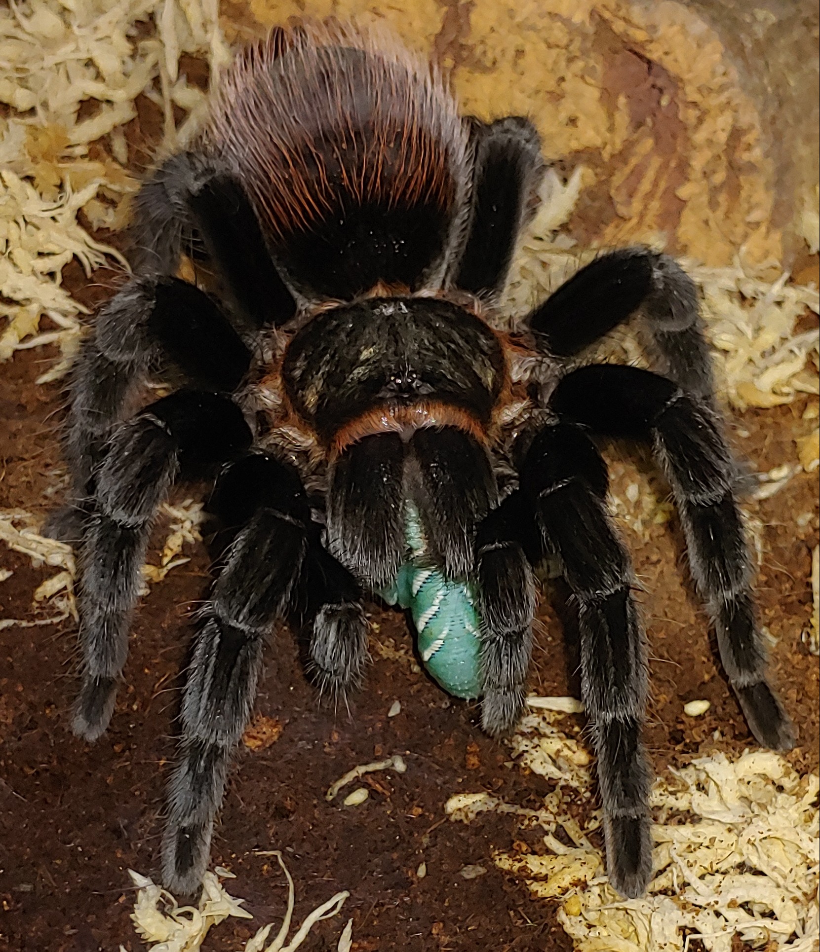 B.vagans