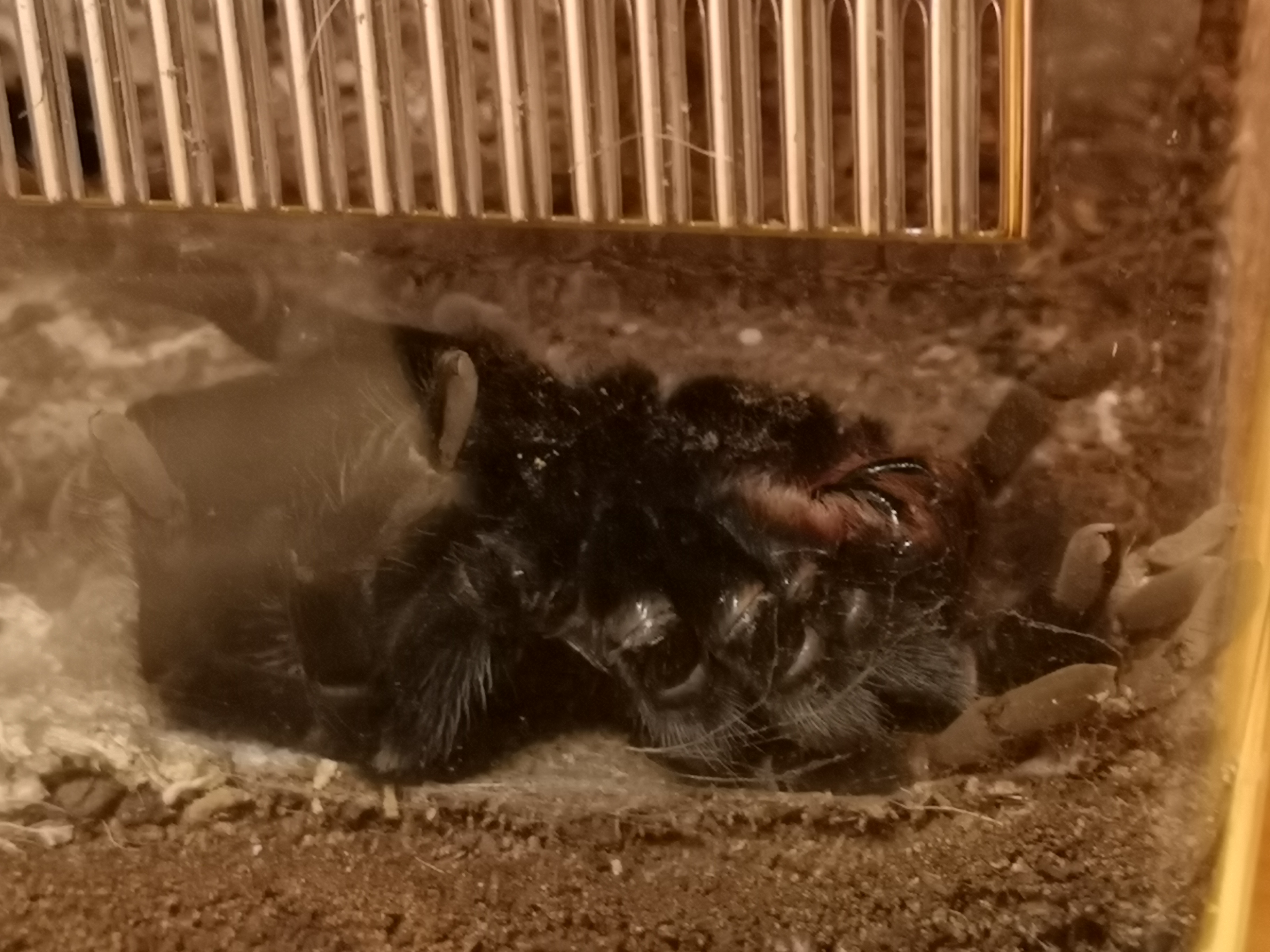 B. Vagans