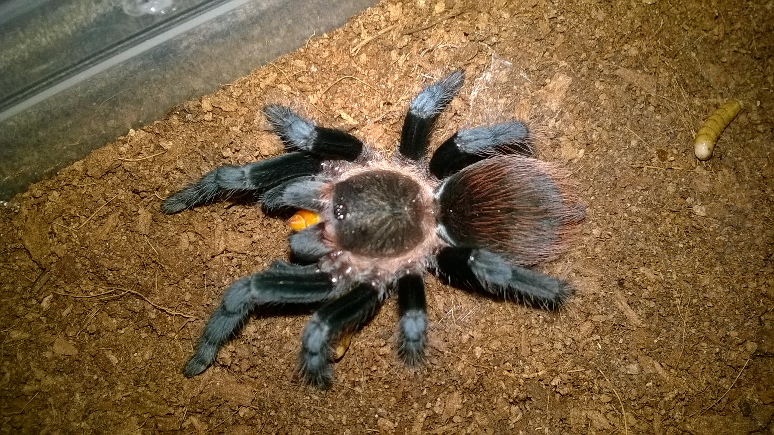 B. Vegans - aka Grizzles