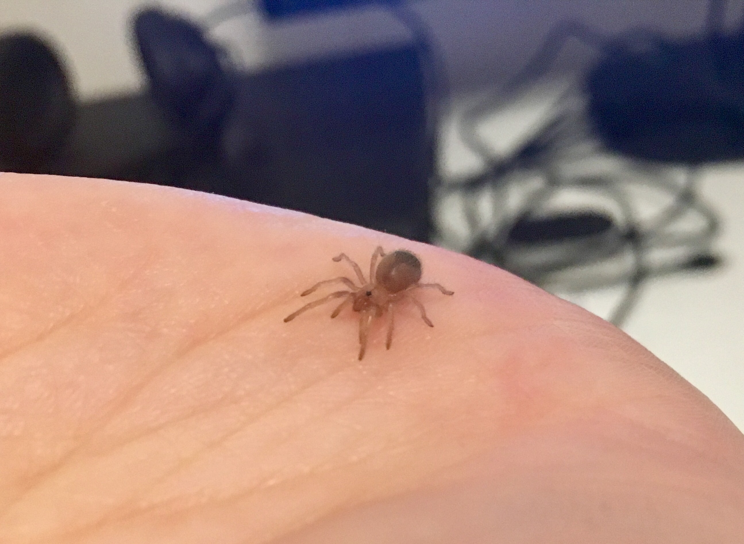 Baby Brachypelma smithi