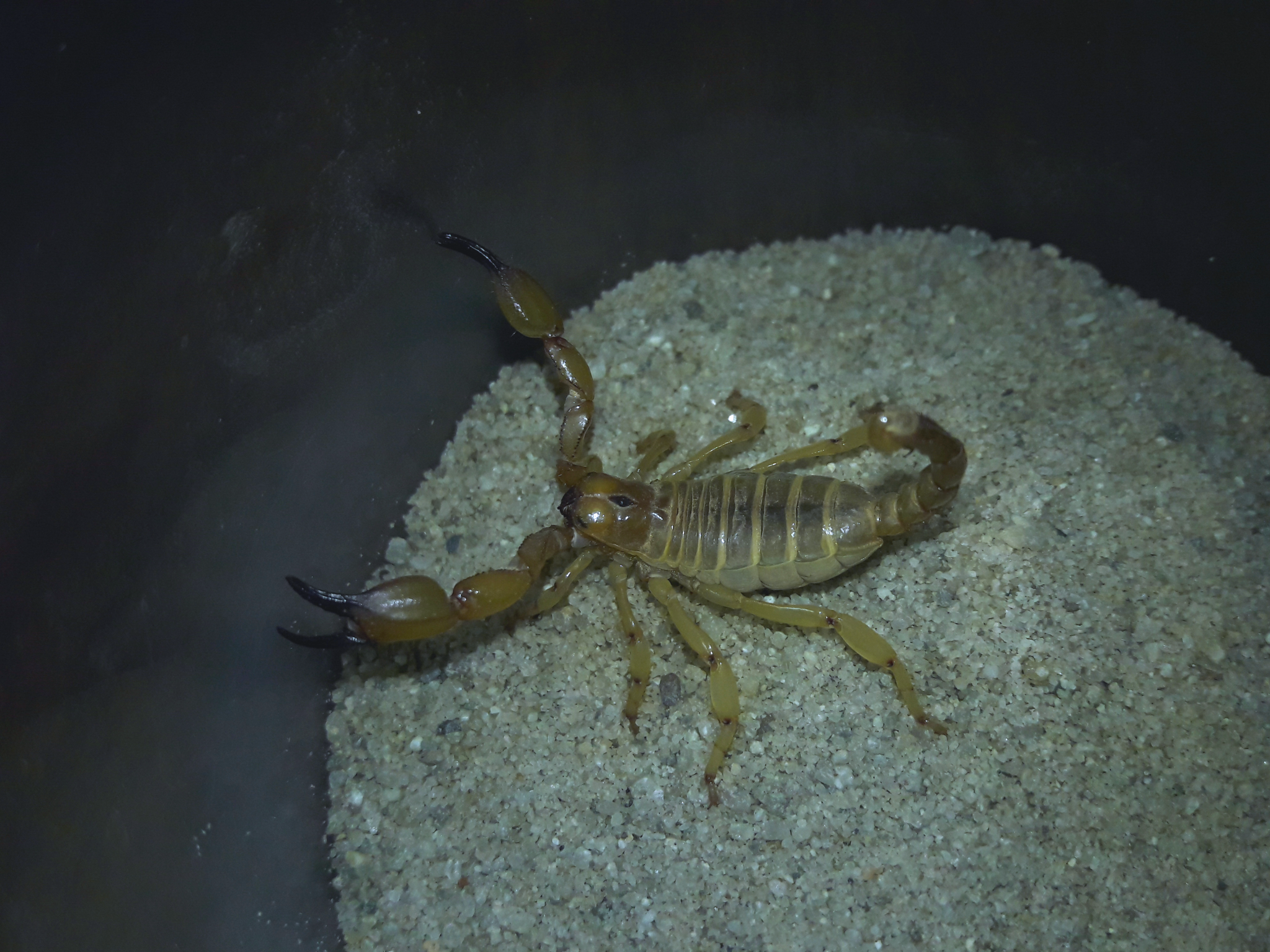 Baja Mafia scorpion