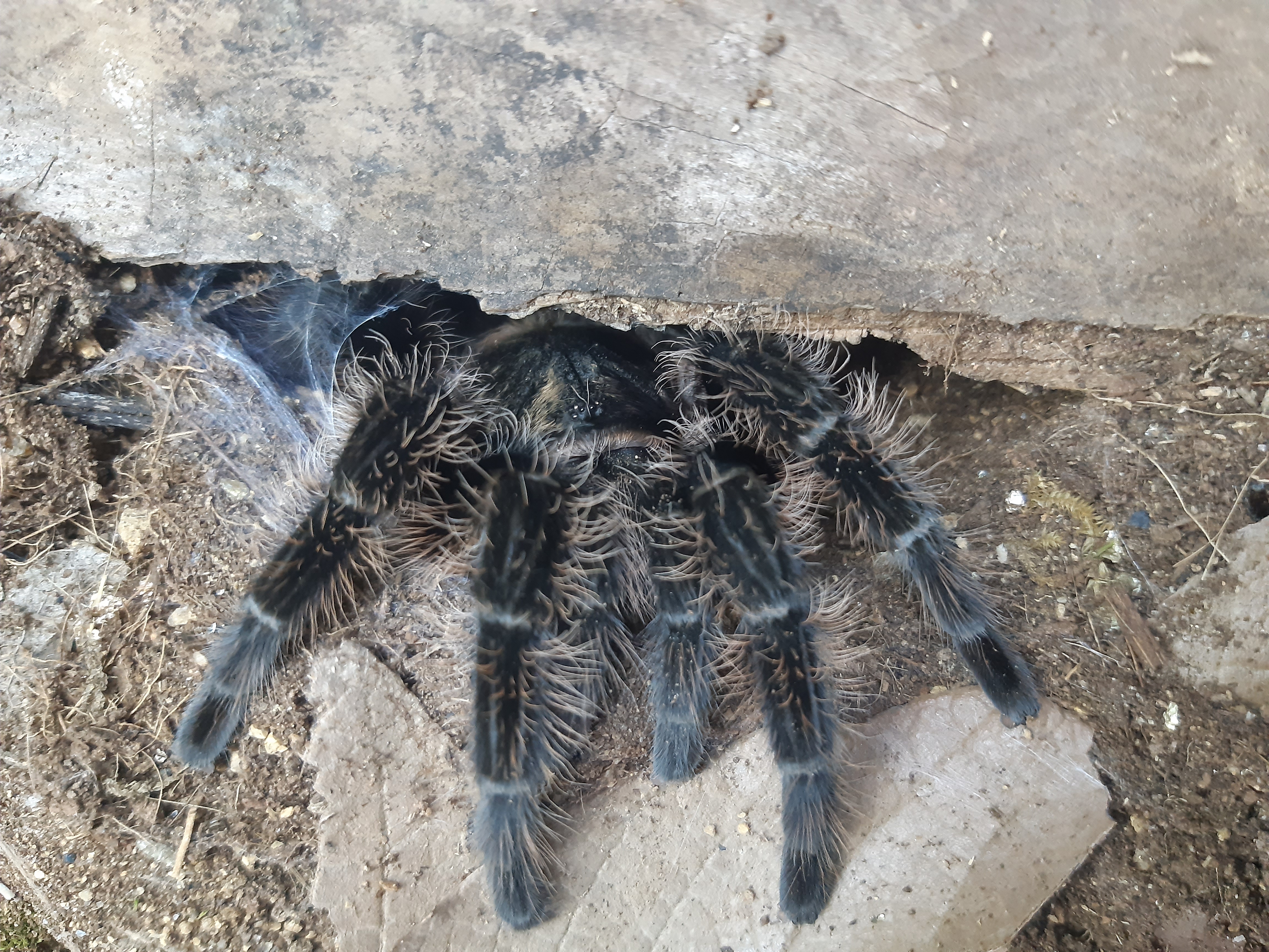 Ball of feet with a face