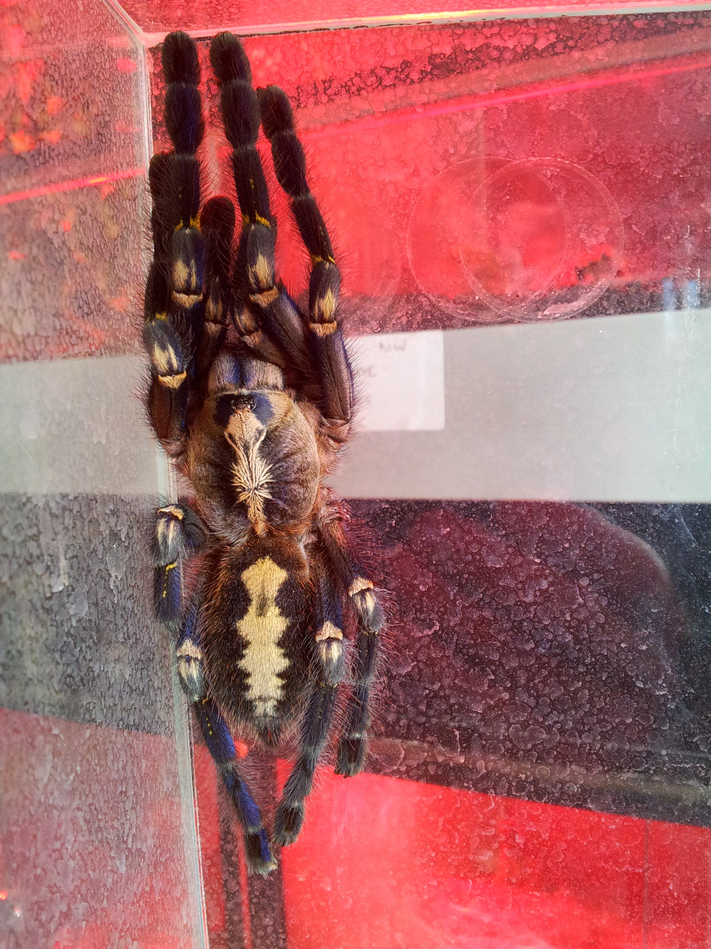 Ballari... P metallica