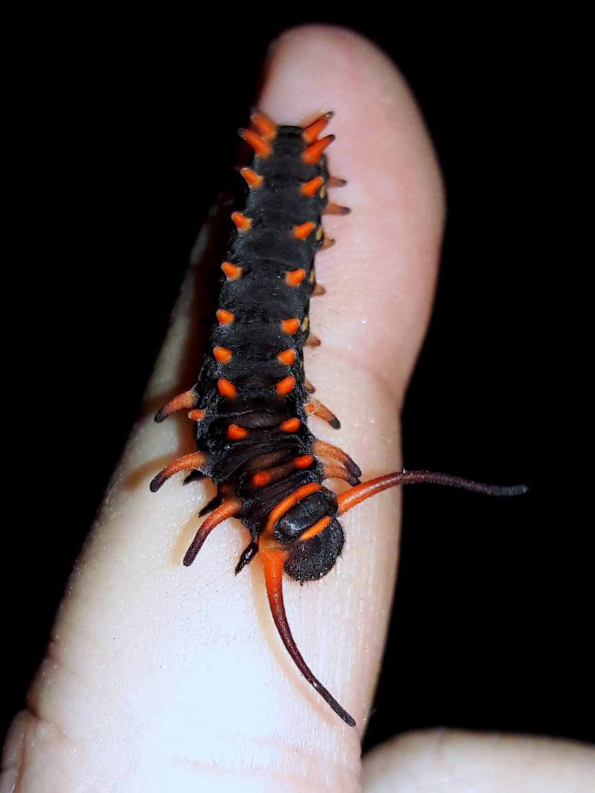 Battus philenor- 'Pipevine swallowtail'