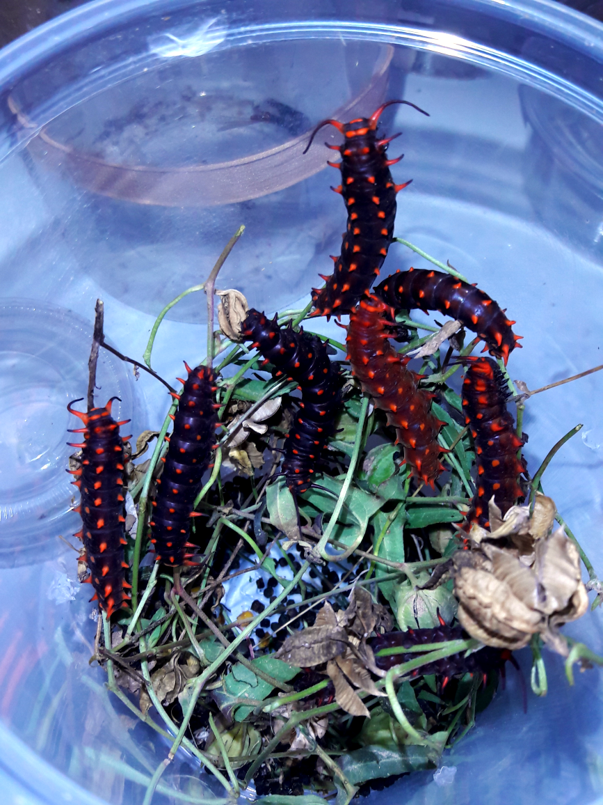 Battus philenor- 'Pipevine swallowtail'