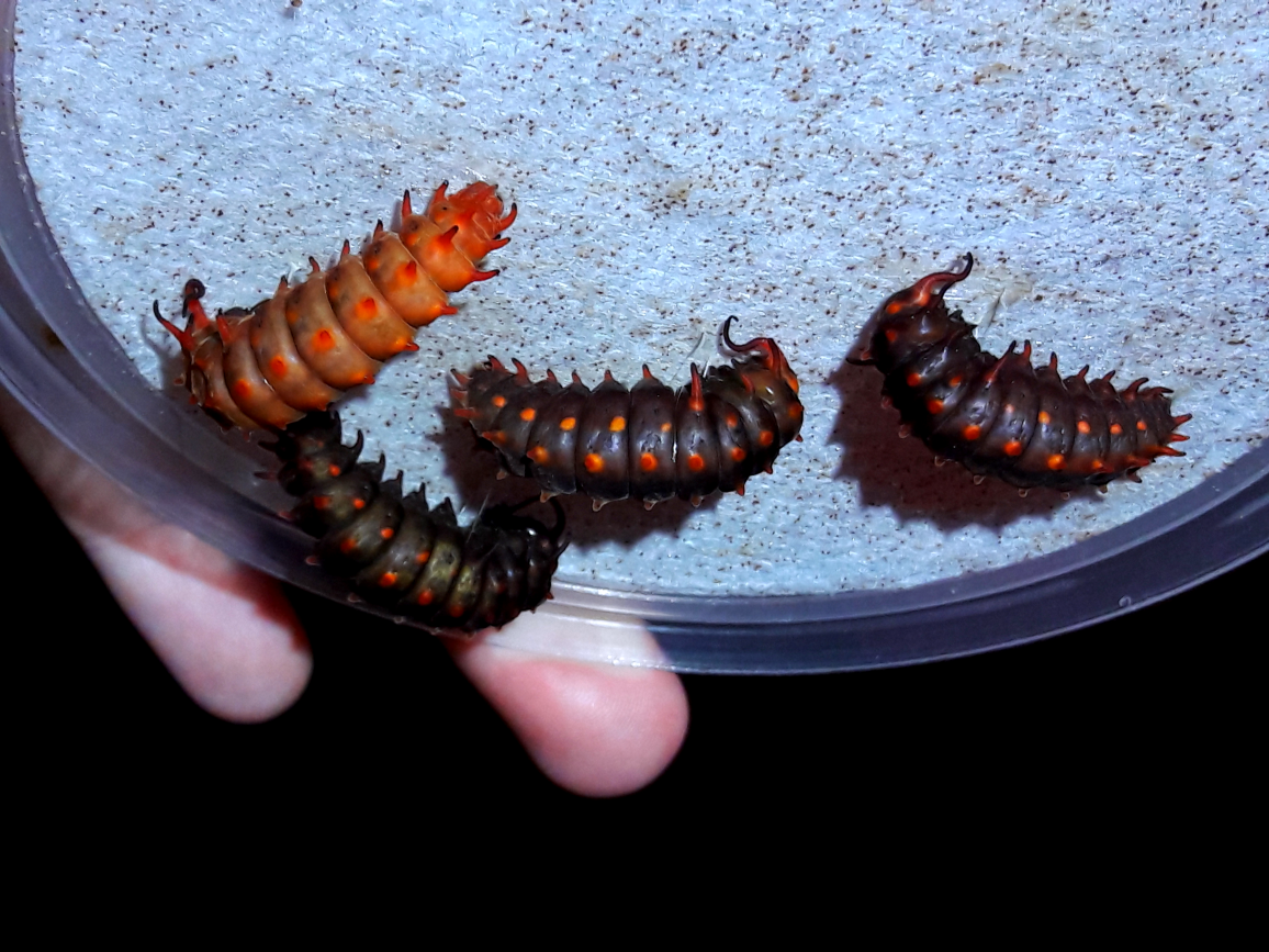 Battus philenor- 'Pipevine Swallowtail'