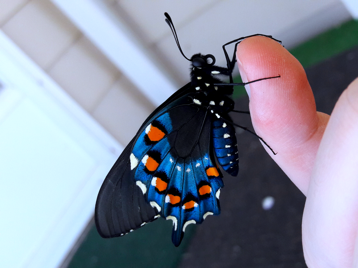 Battus philenor- 'Pipevine swallowtail'