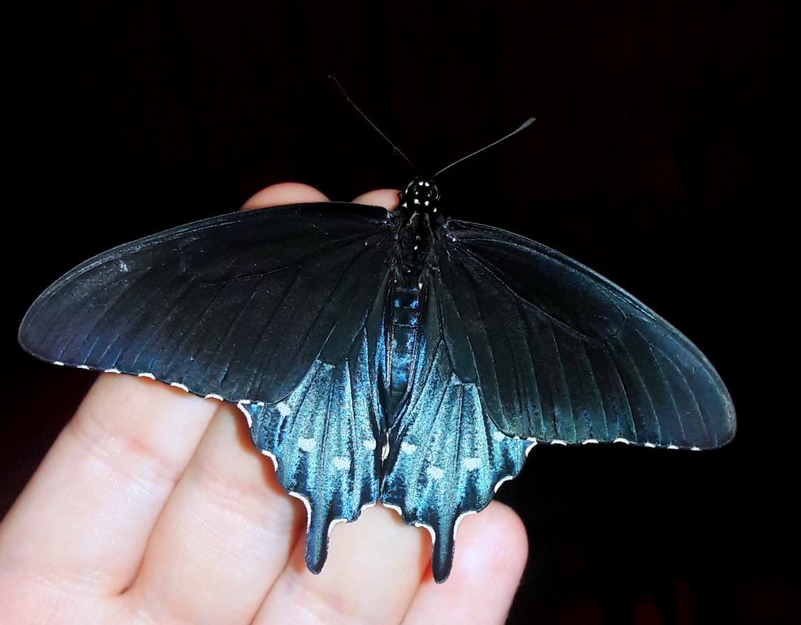 Battus philenor- 'Pipevine swallowtail'