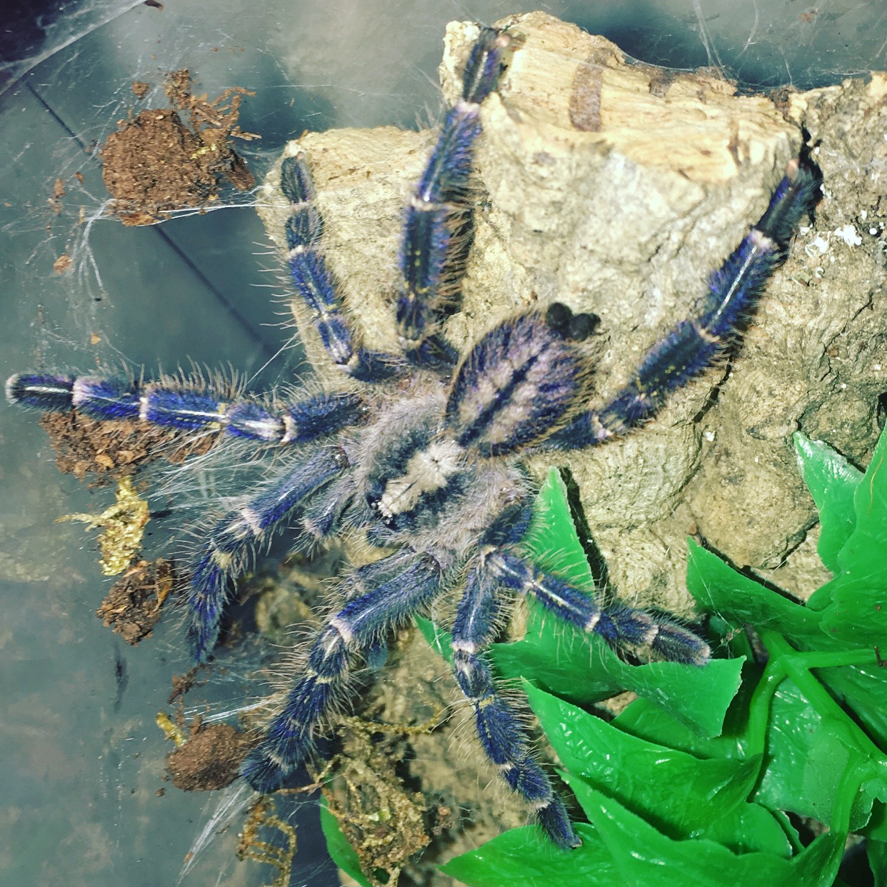 Bday present from my Aoo .