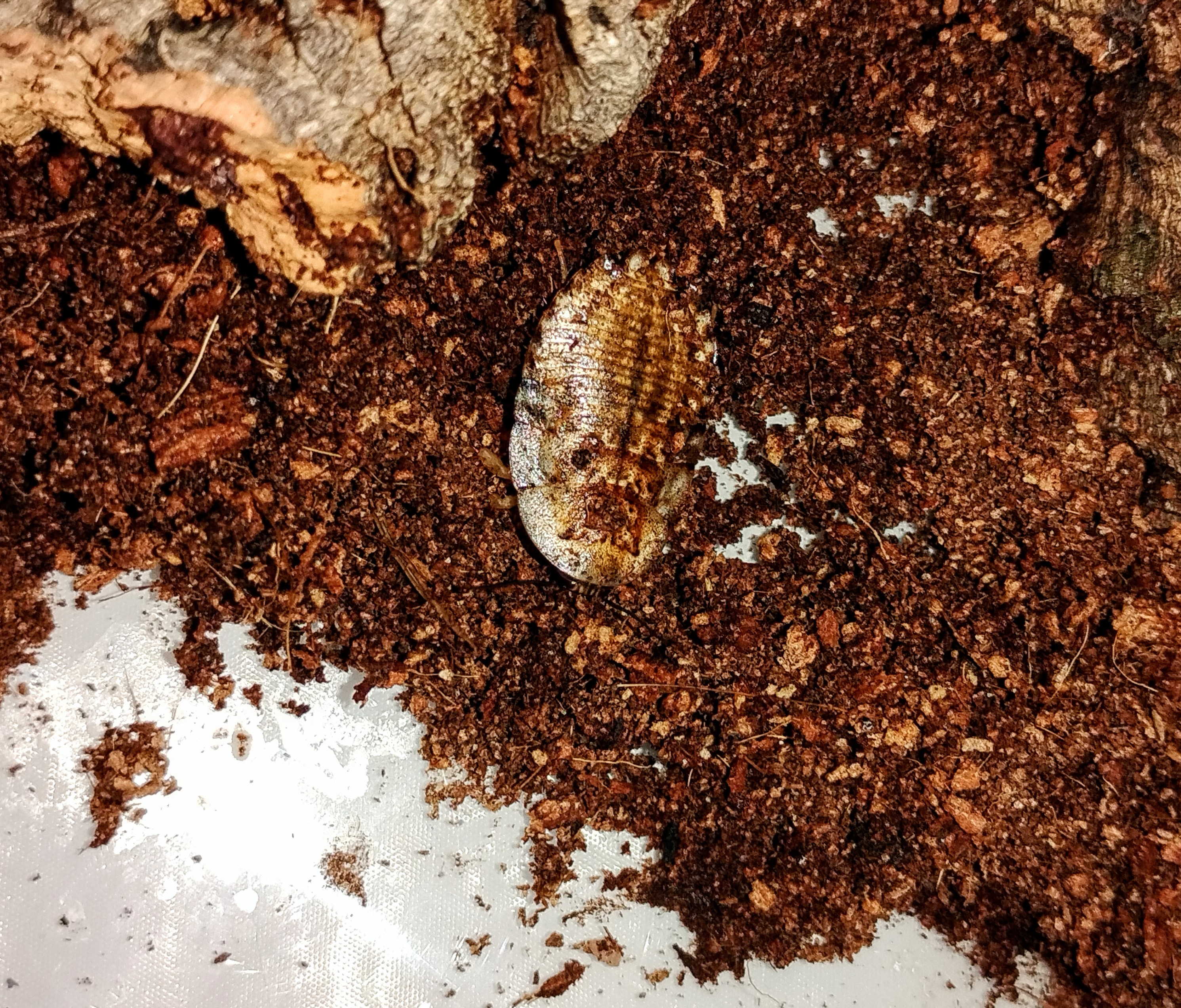 Blaberus discoidalis