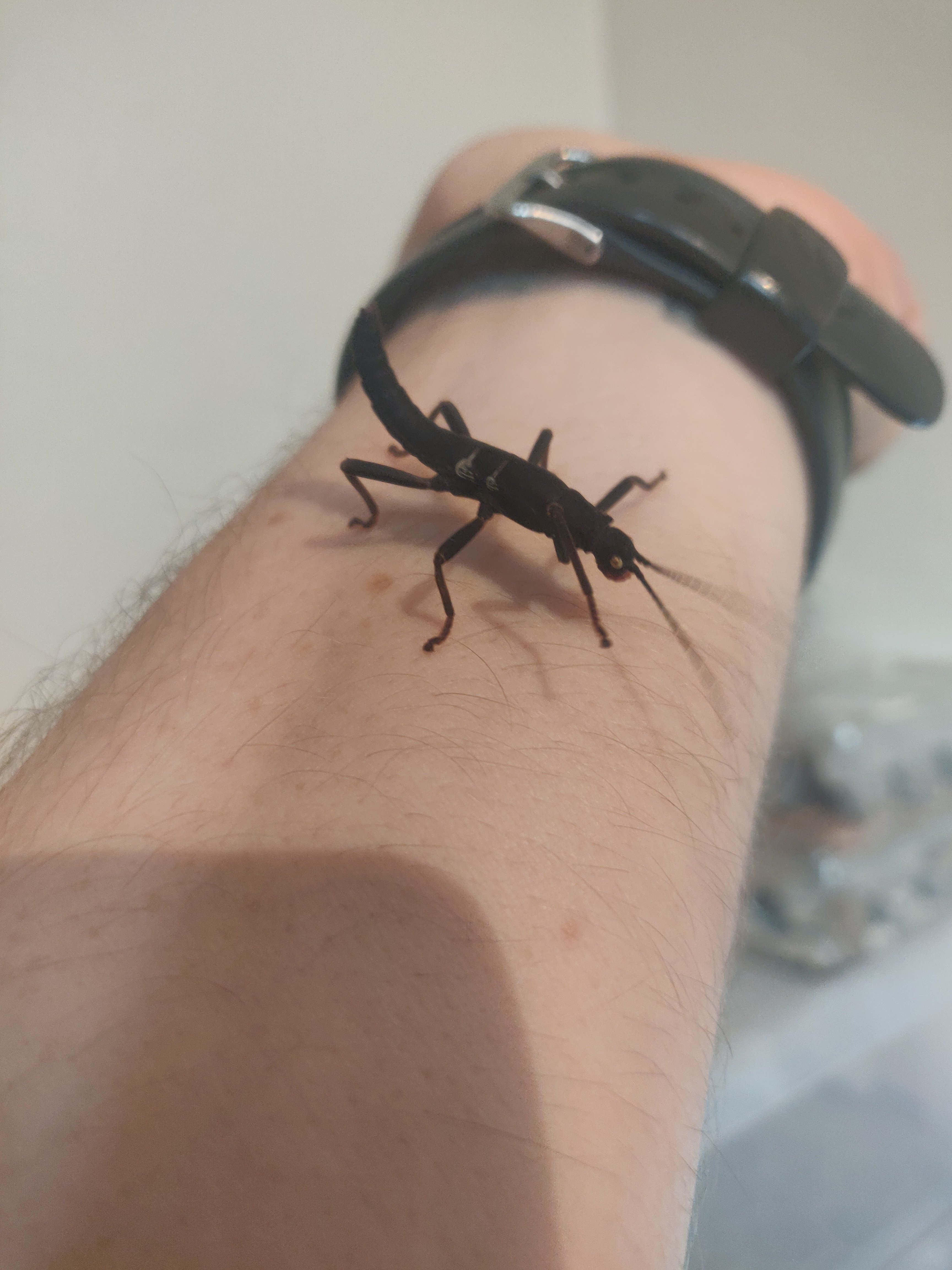 black beauty stick insect