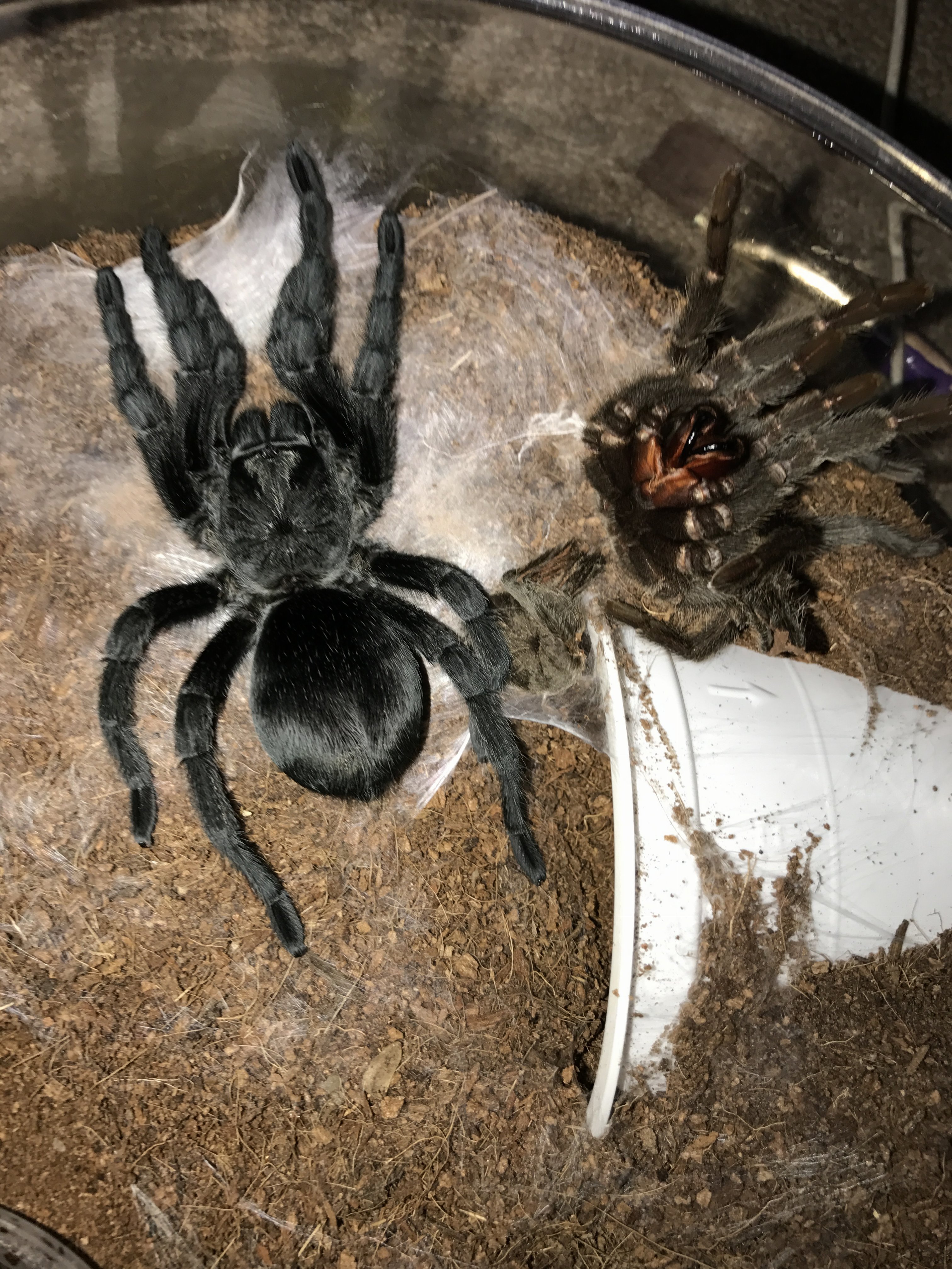 Black velvet | Tarantula Forum