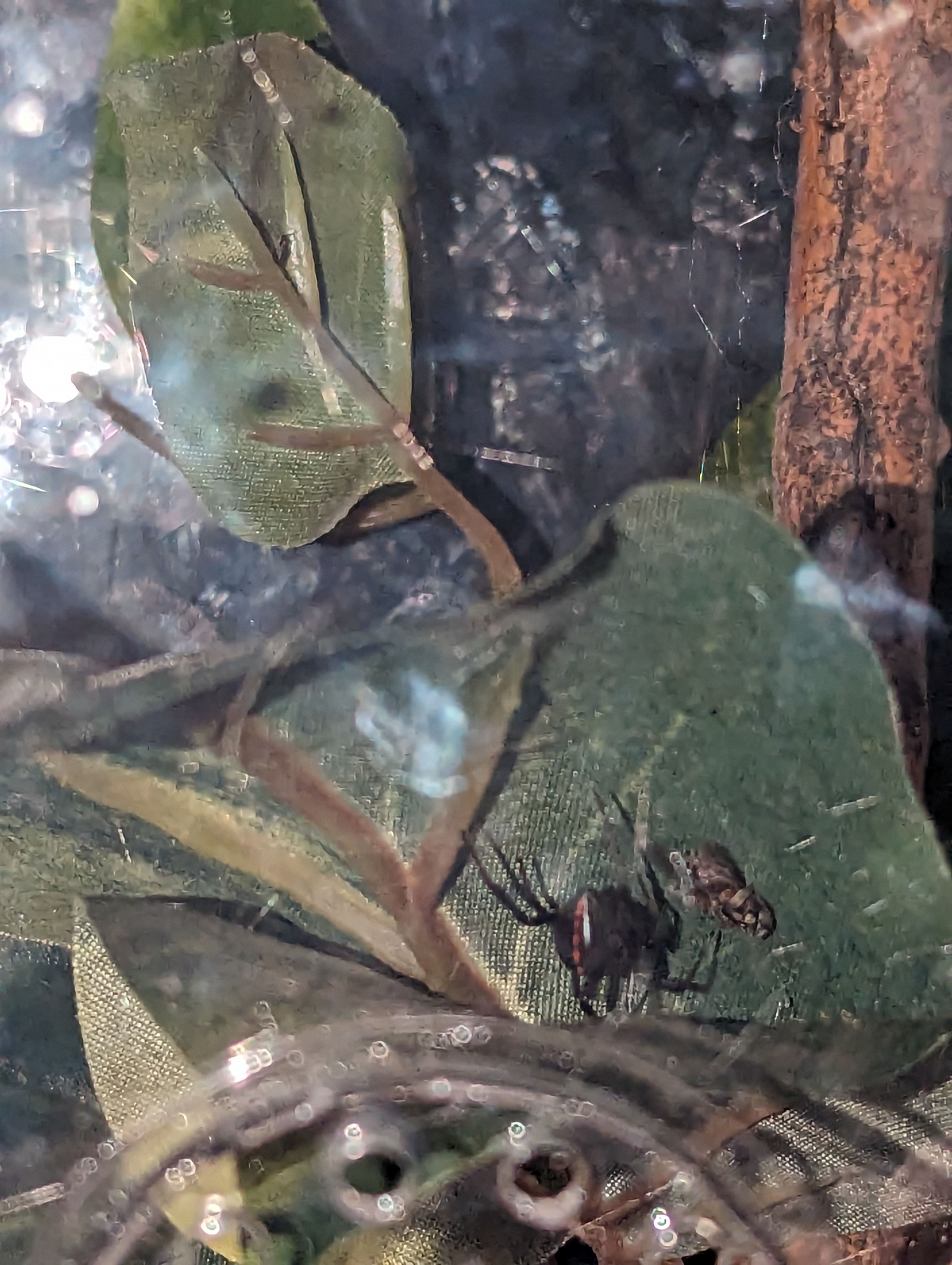 Black Widow and dinner