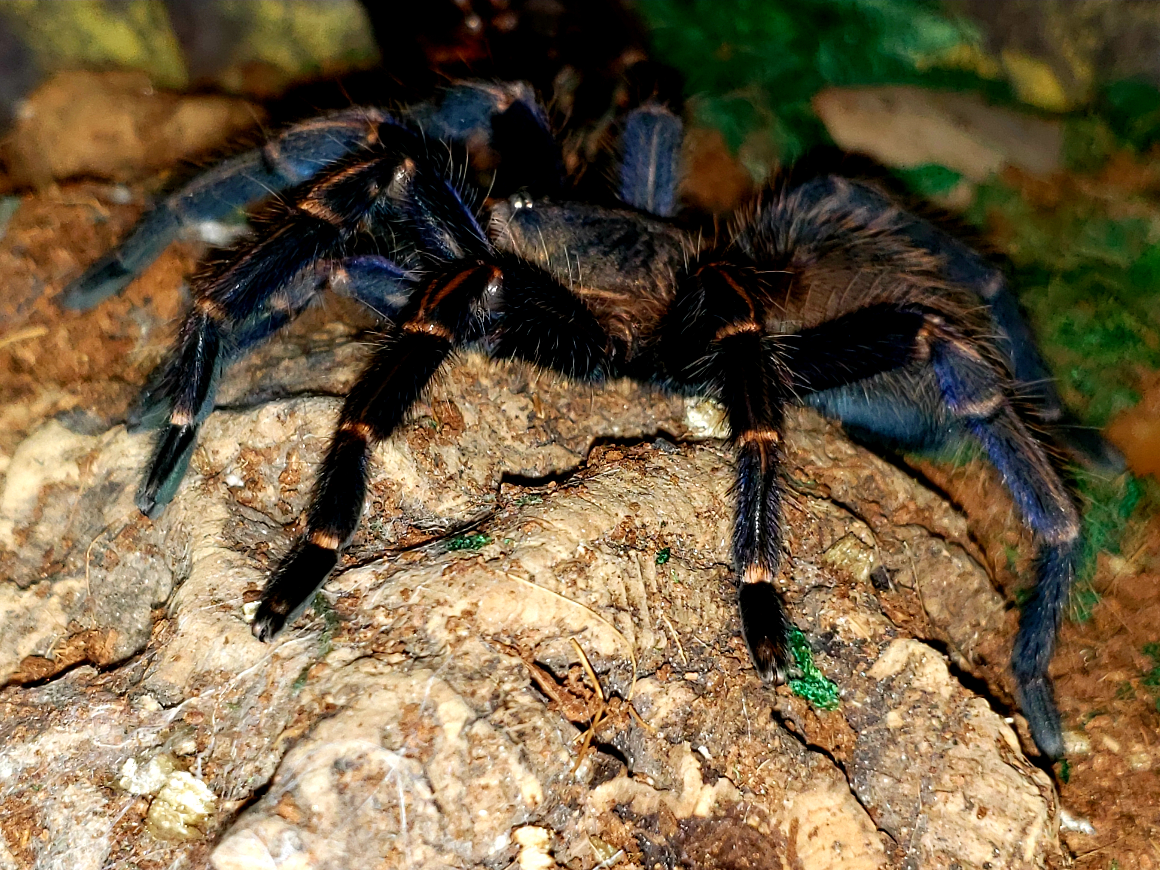 Blue birdeater