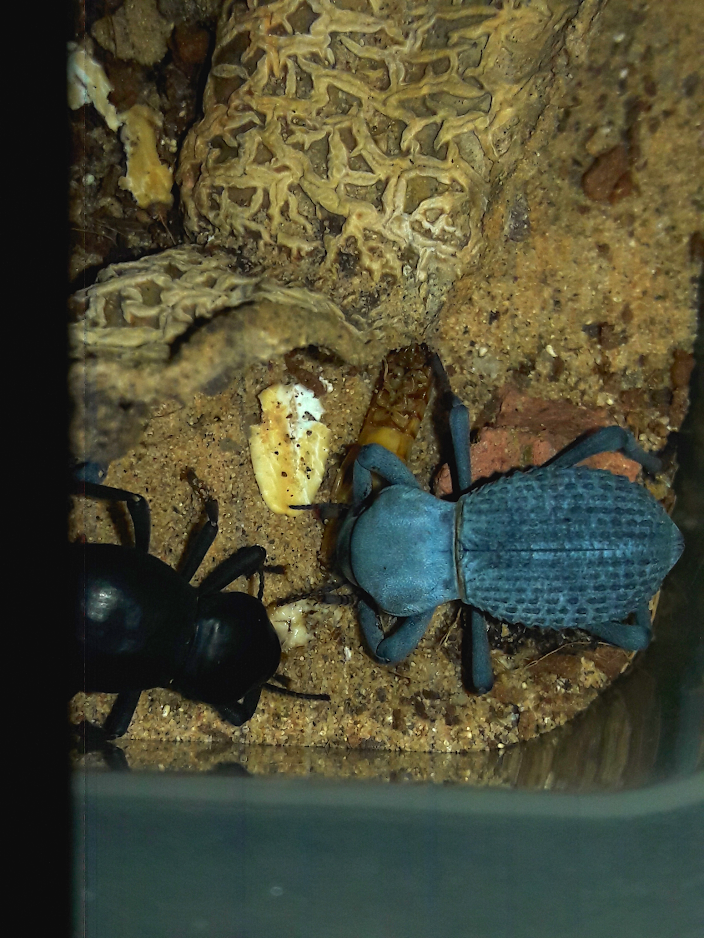 Blue death feigners are not peaceful scavengers.