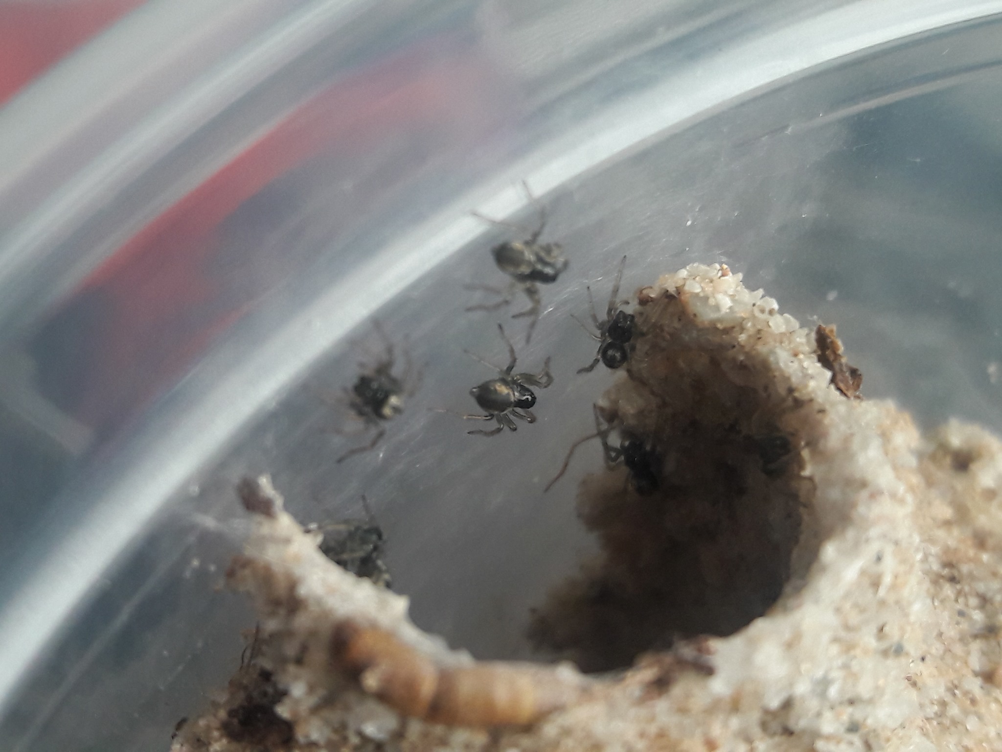 Blue earth wolf slings