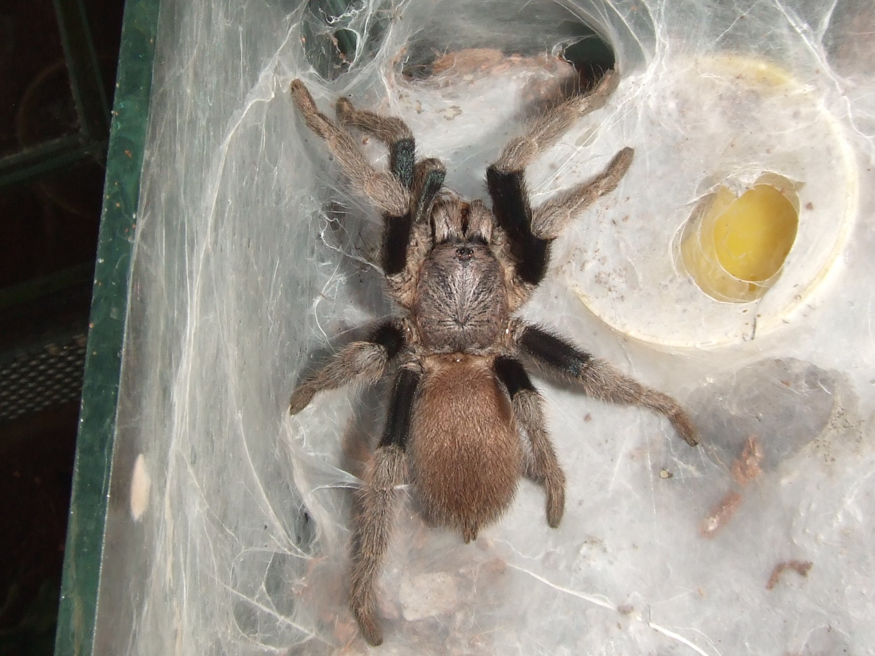 Blue Femur (species unknown) - Blue