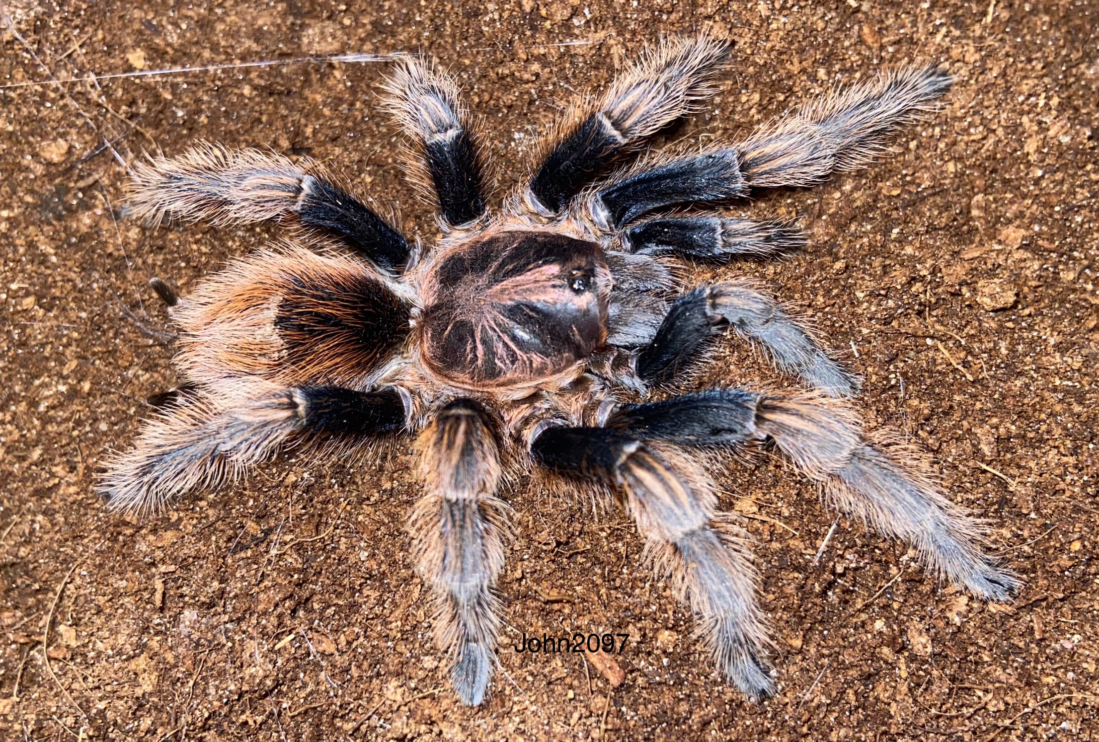 Bonnetina chamela adult female