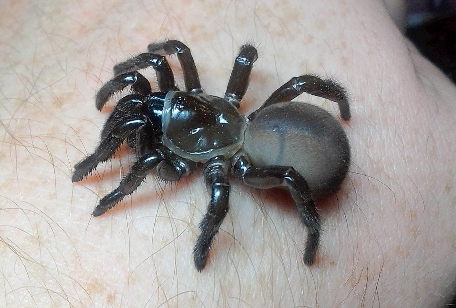 Bothriocyrtum californicum