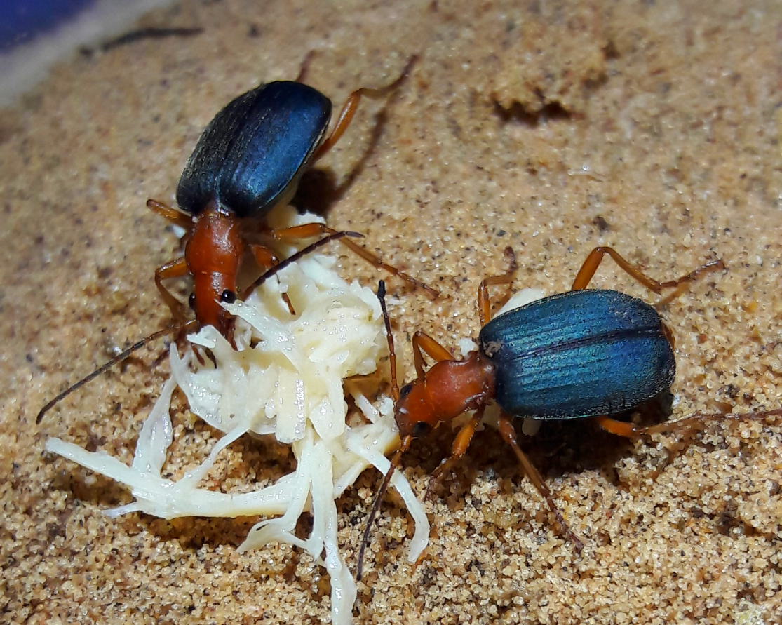 Brachinus sp Bombardier beetles