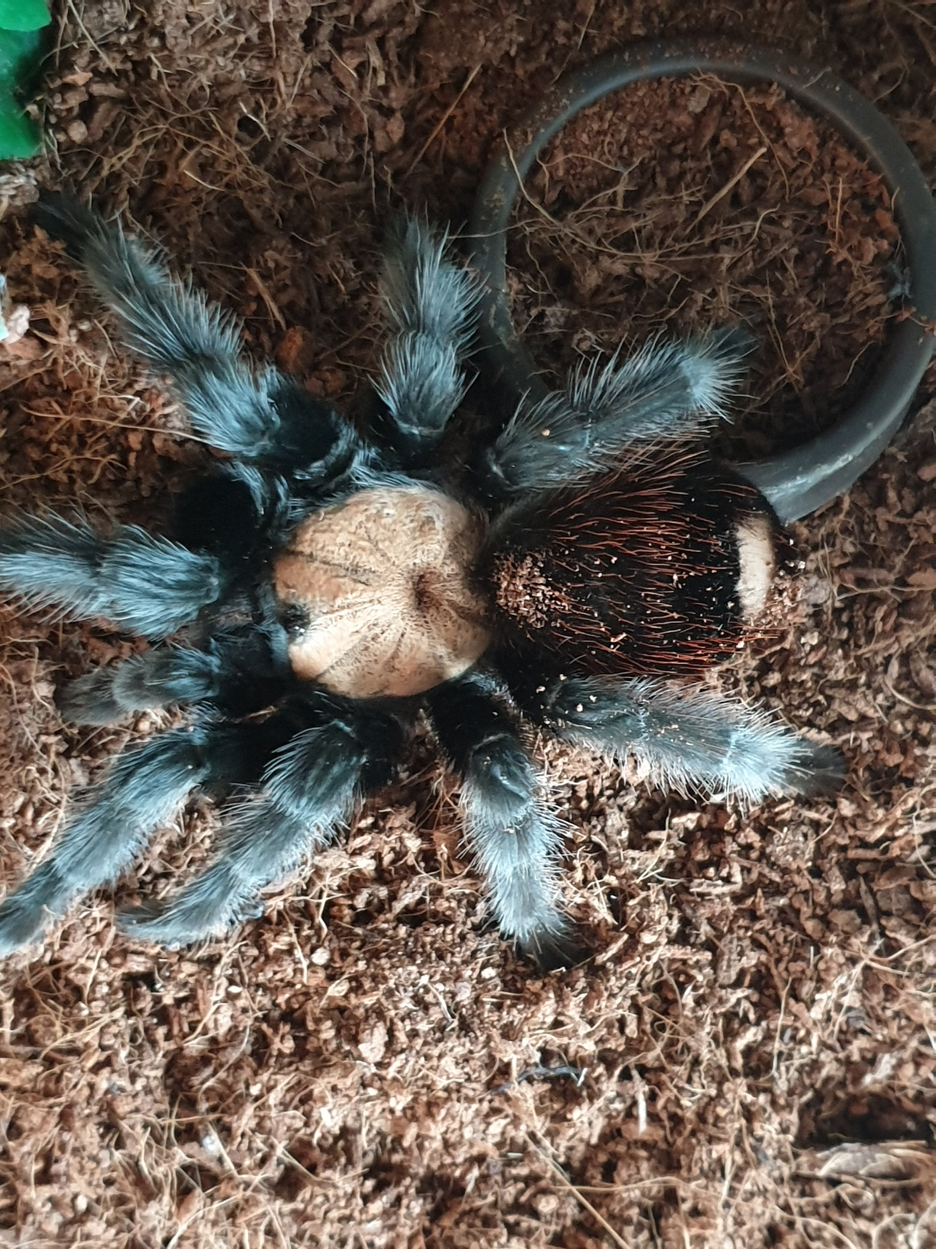 Brachy pics - B albiceps (SAF)