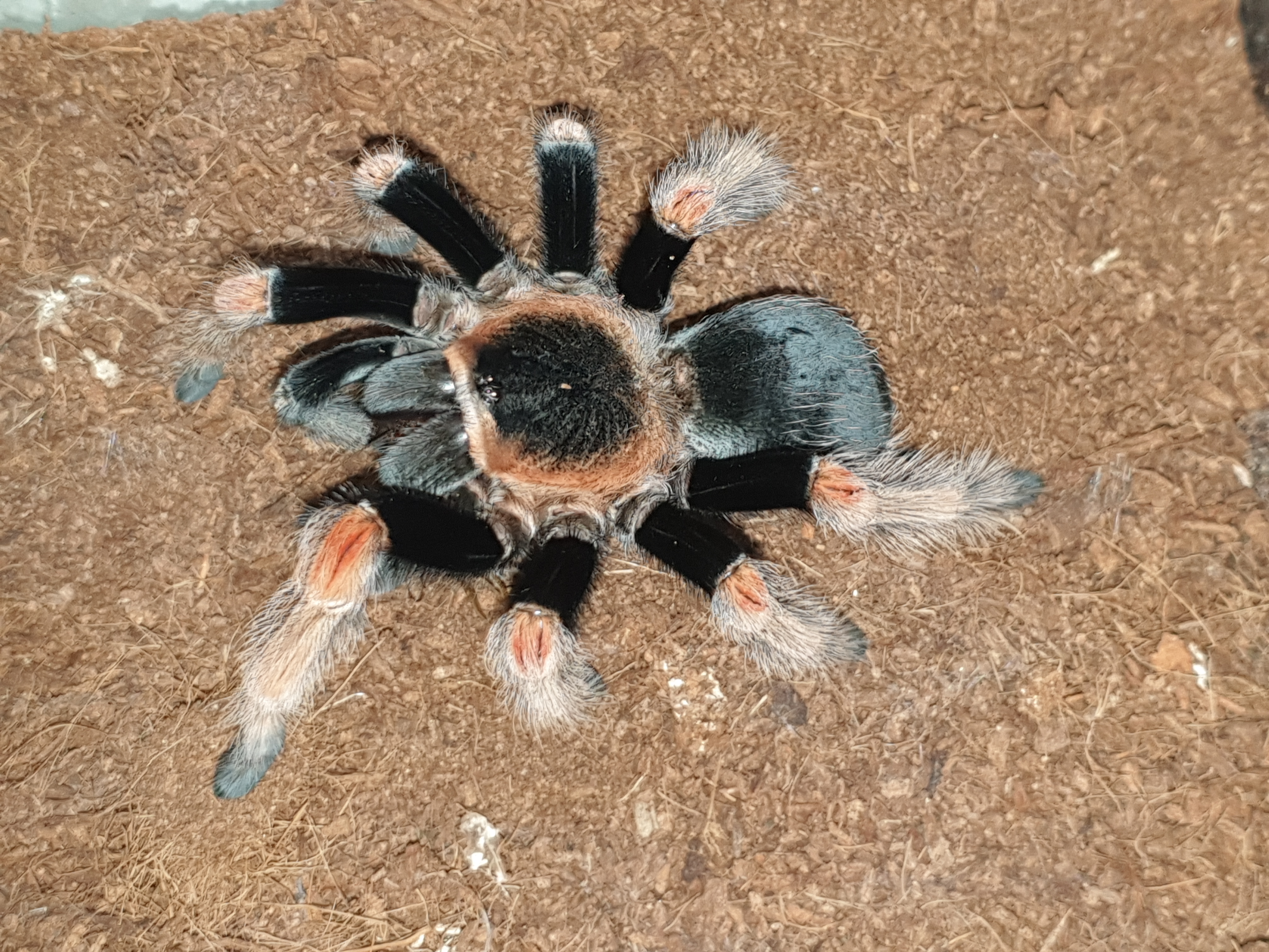 Brachy pics - B baumgarteni (AF)