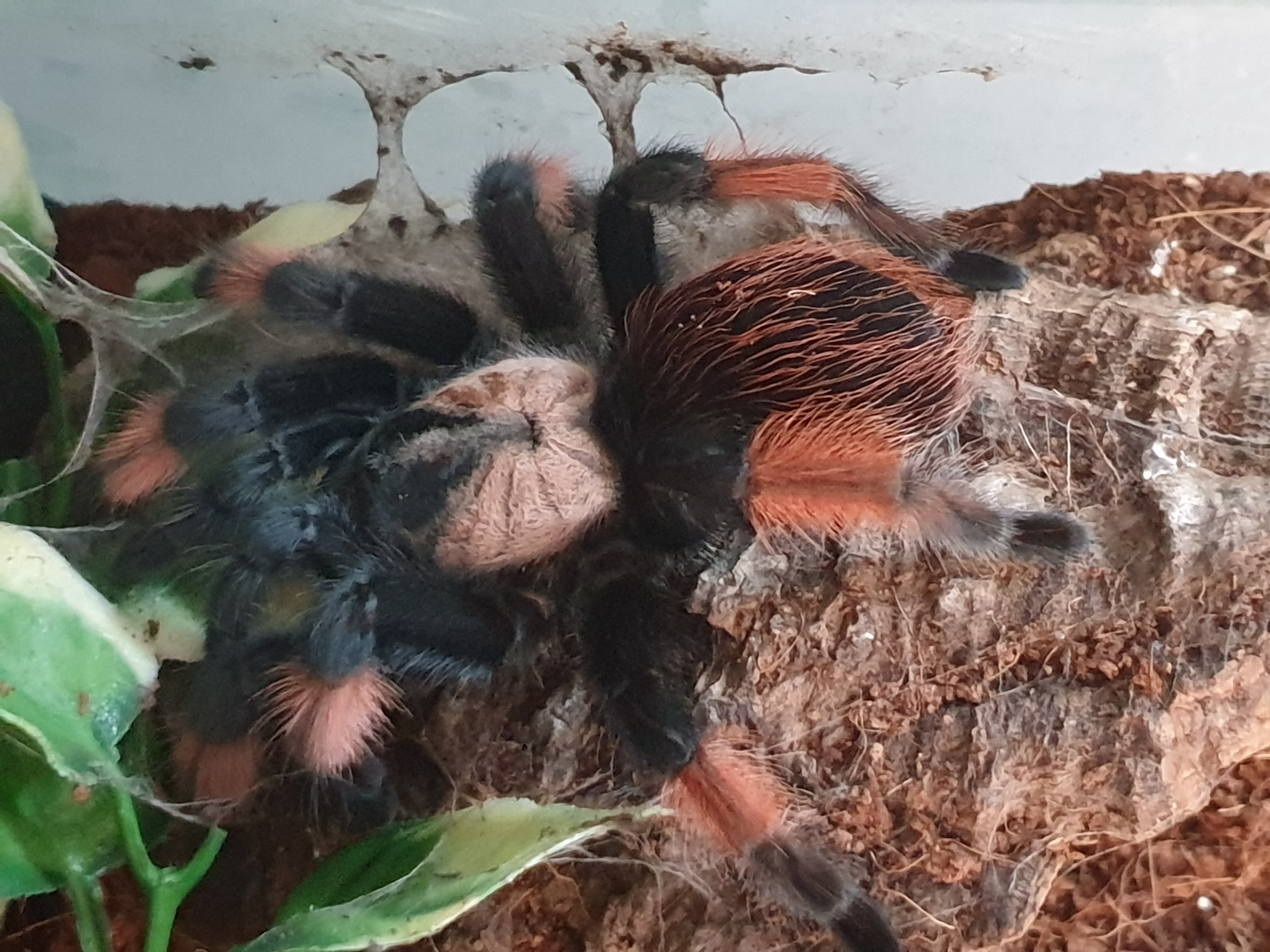 Brachy pics - B emelia AF