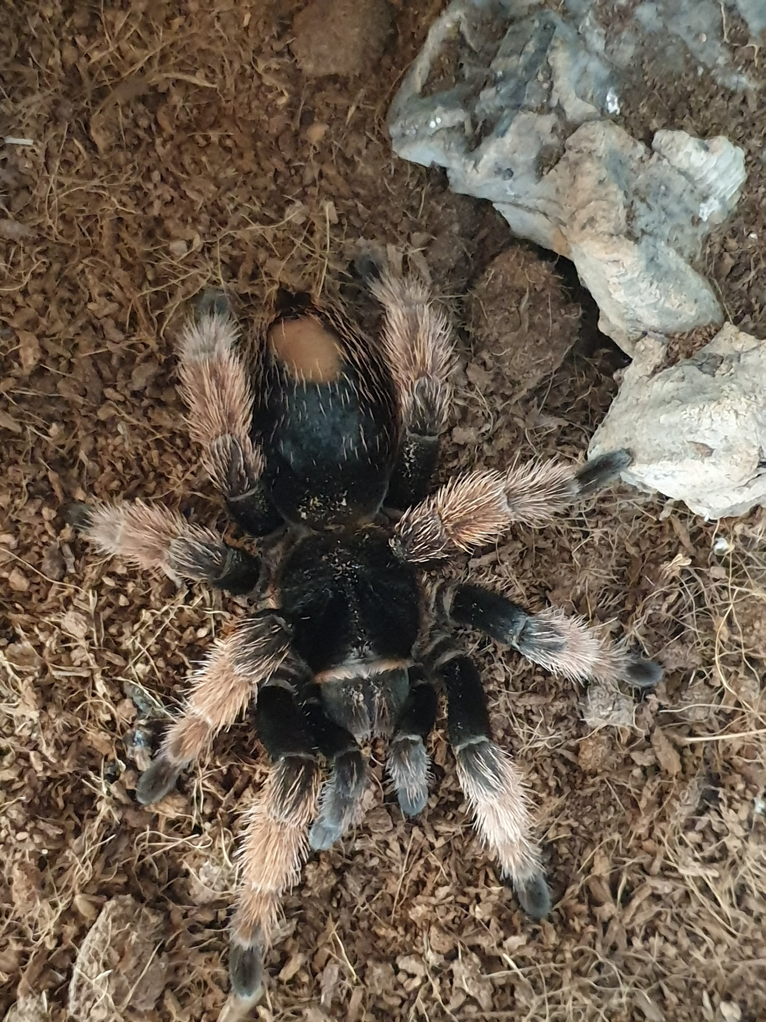 Brachy pics - B klaasi (AF)