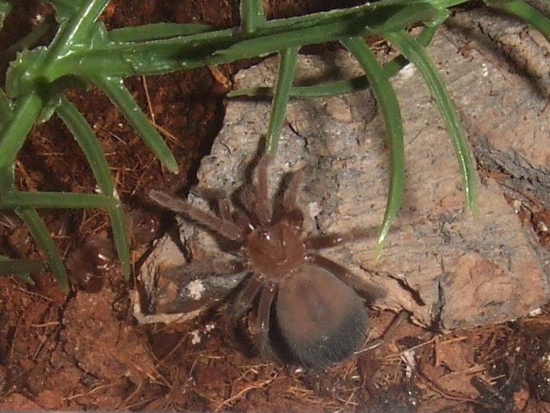 Brachypelma albiceps  - Cholula