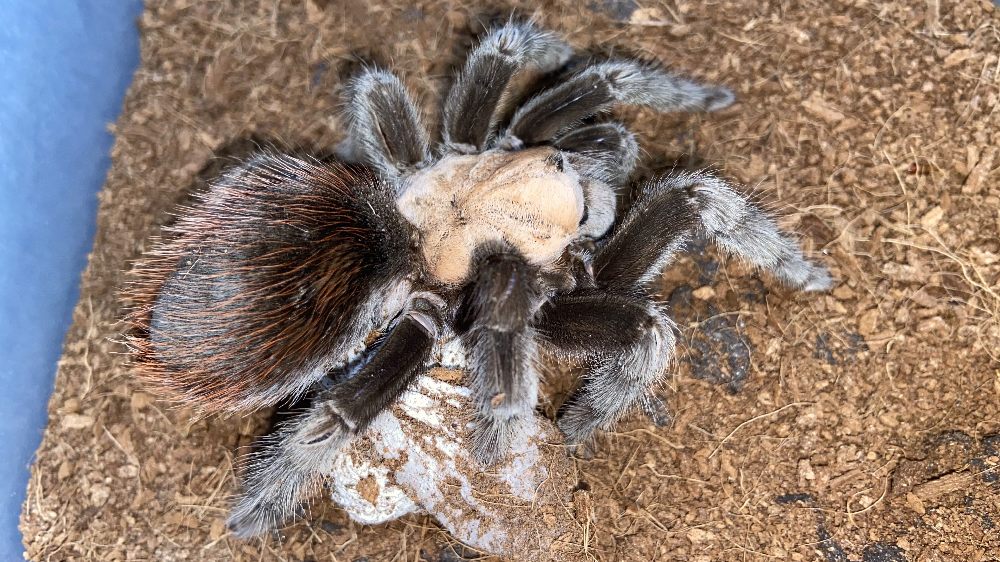 Brachypelma albiceps holding her eggsac