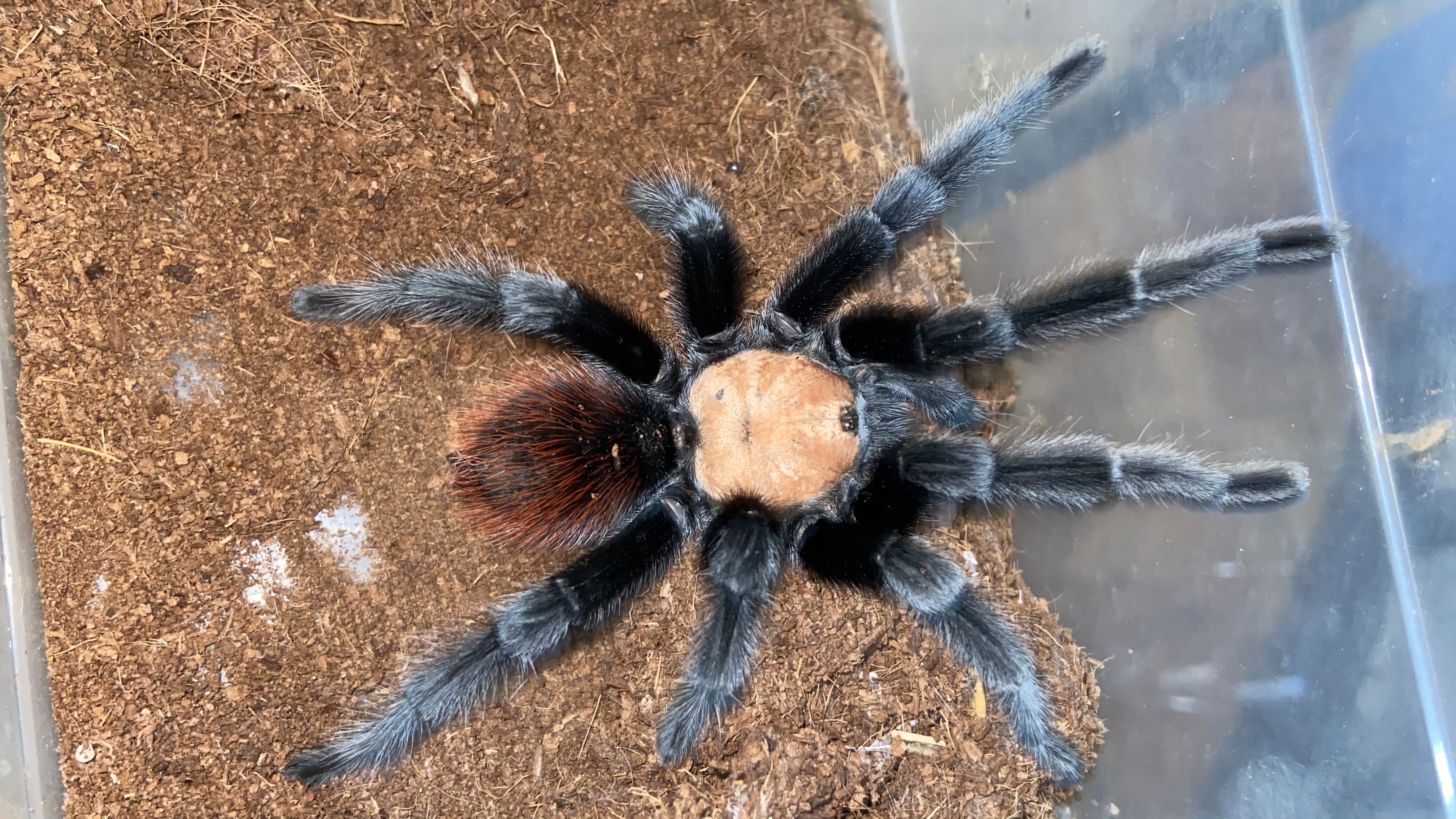 Brachypelma albiceps mature male