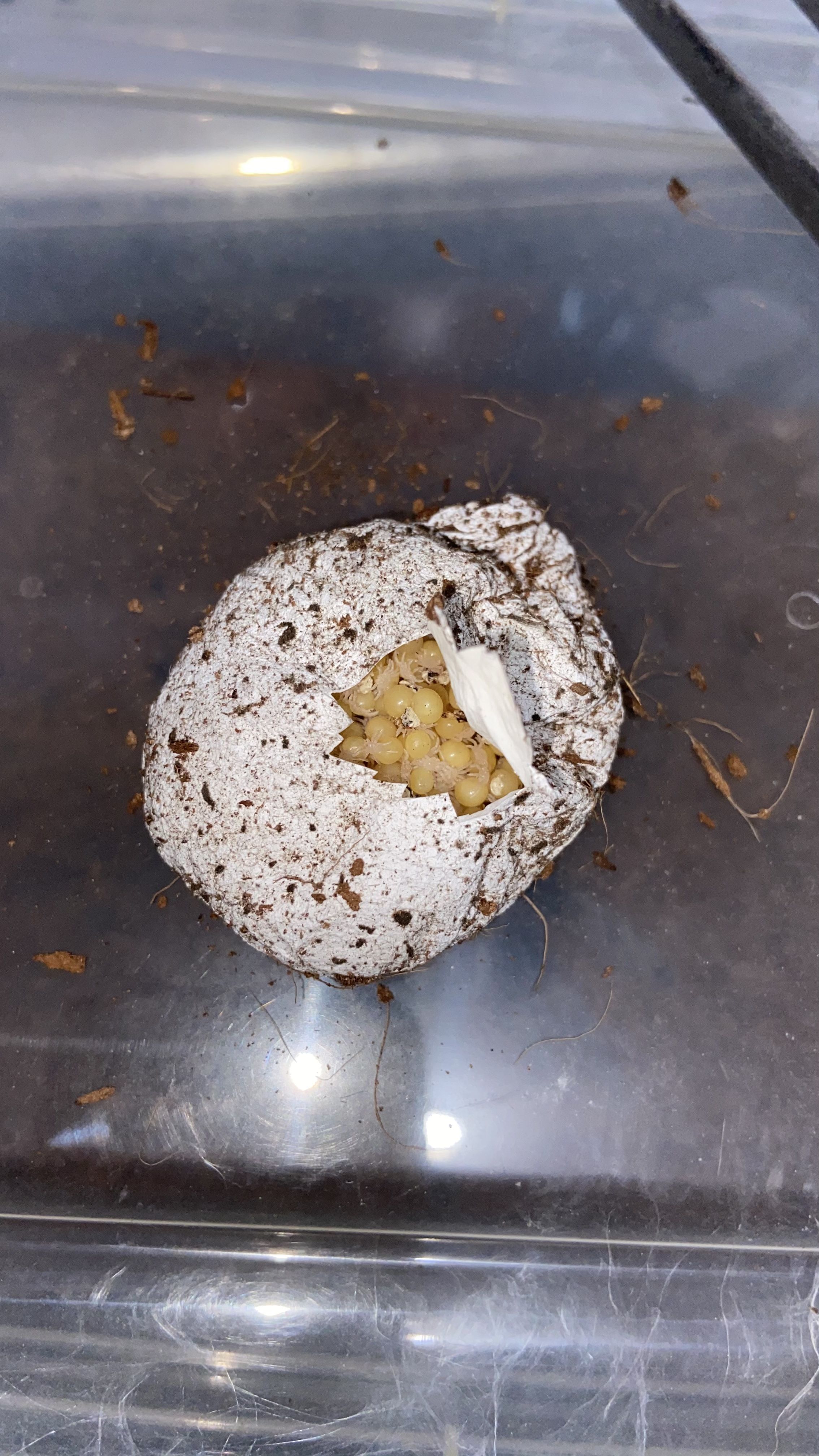 Brachypelma albiceps sac