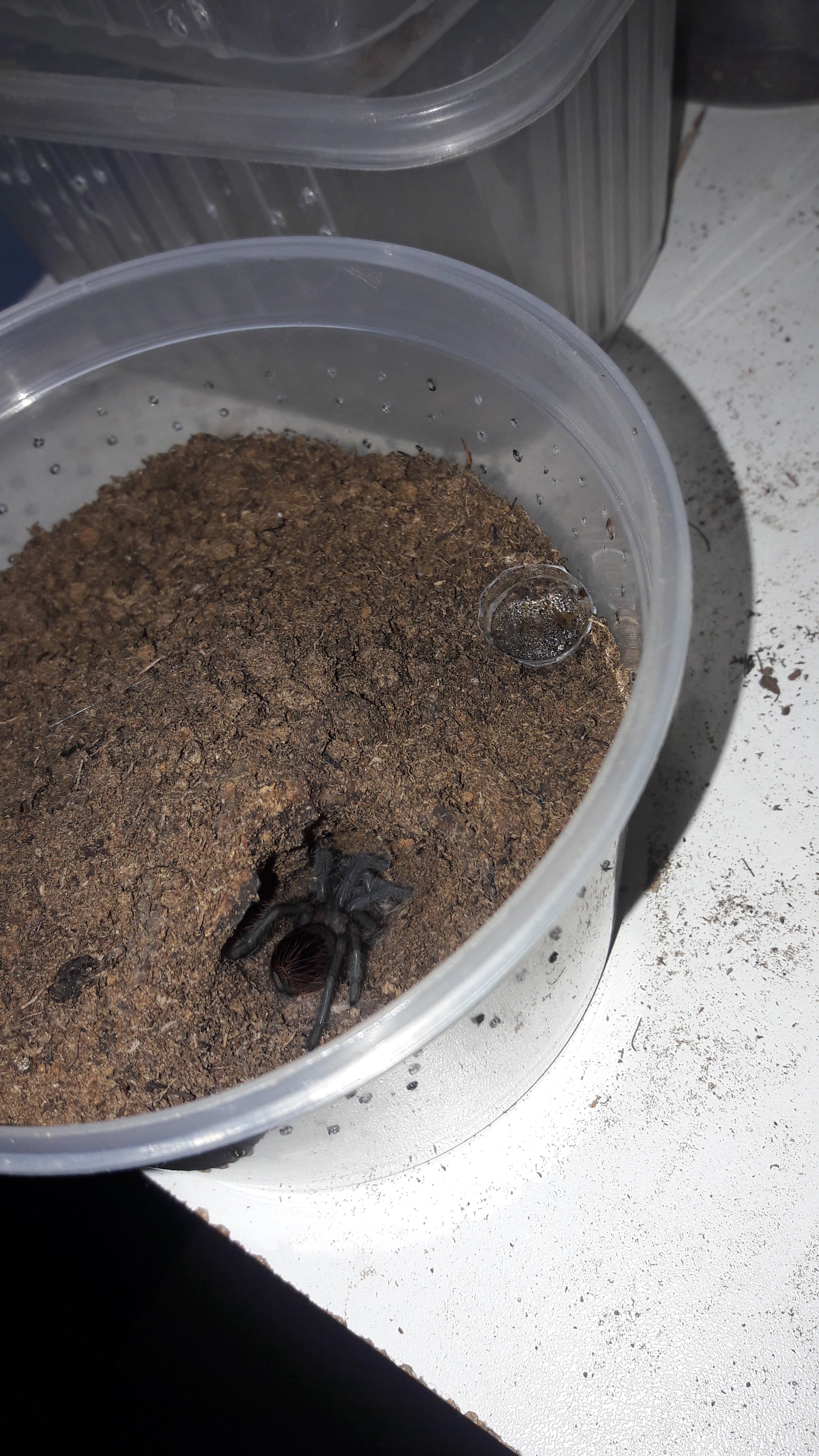 Brachypelma albiceps