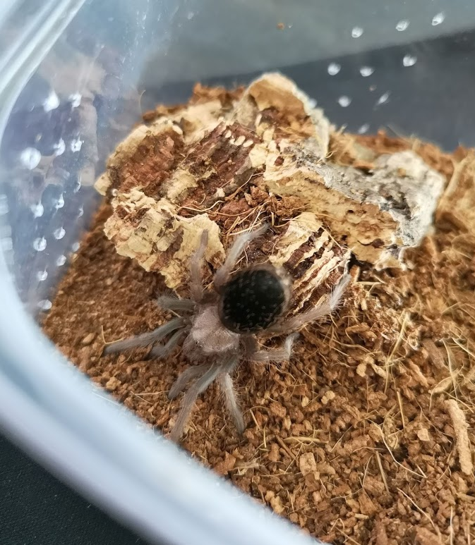 Brachypelma albiceps