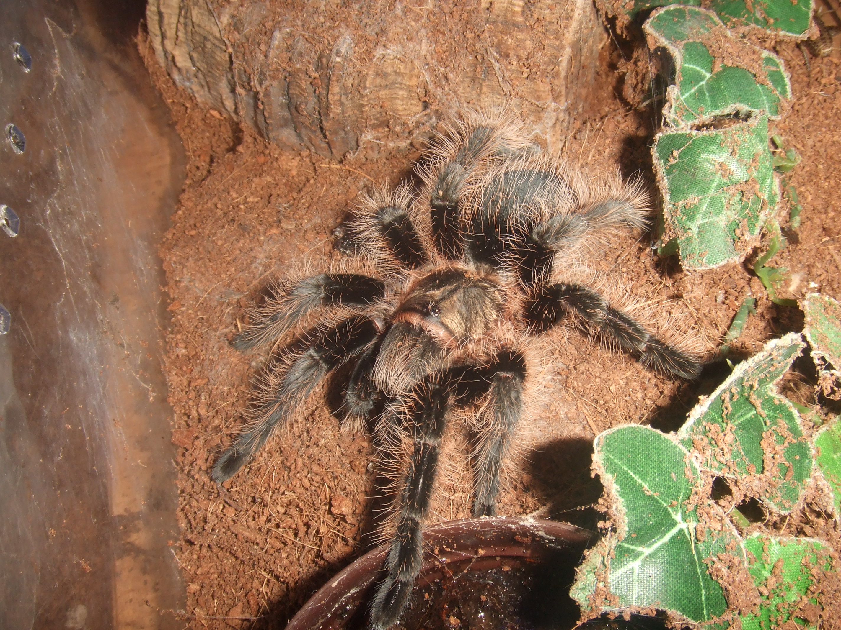 Brachypelma albopilosum - Coco