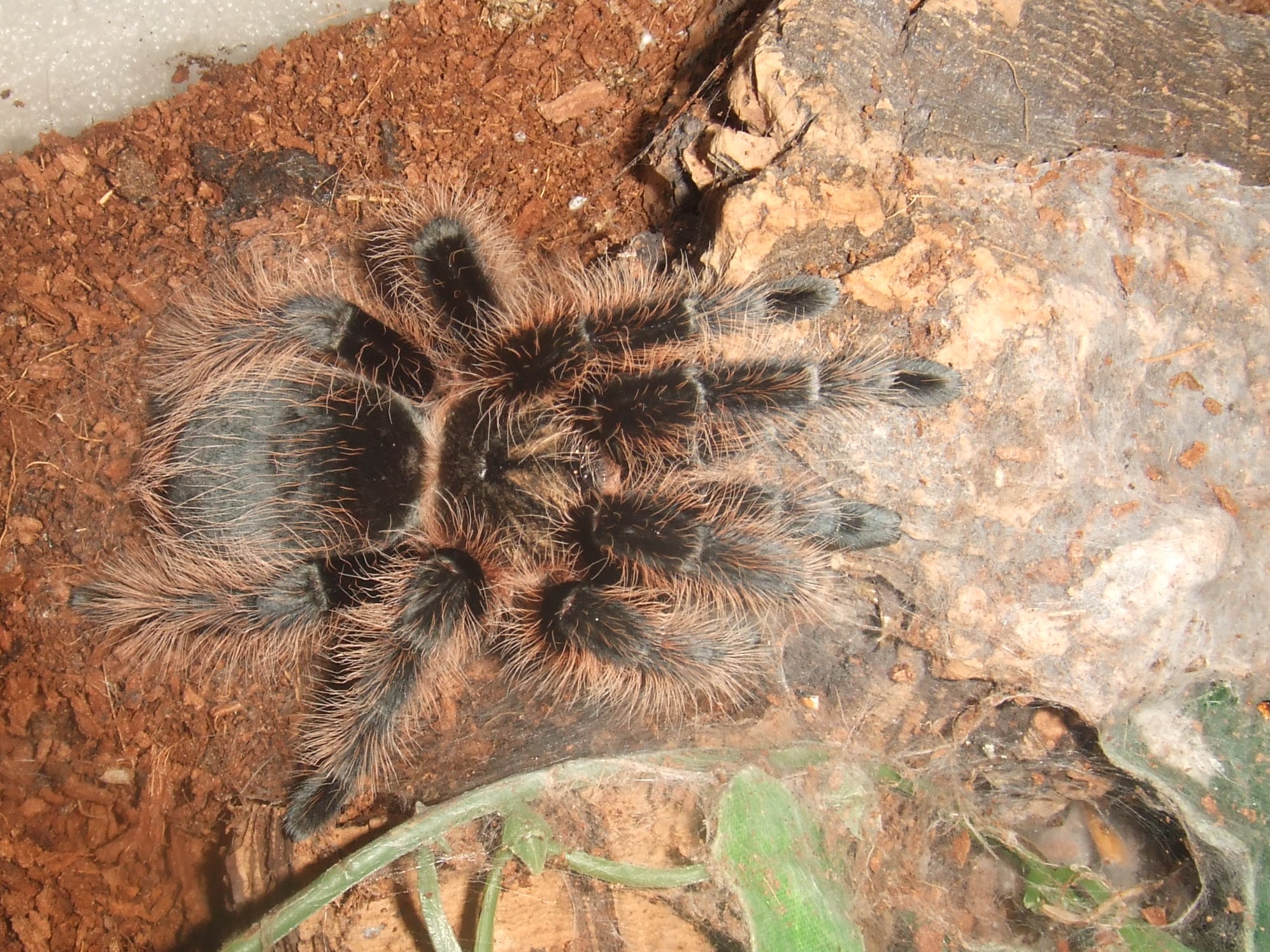 Brachypelma albopilosum (Honduran) - Coco