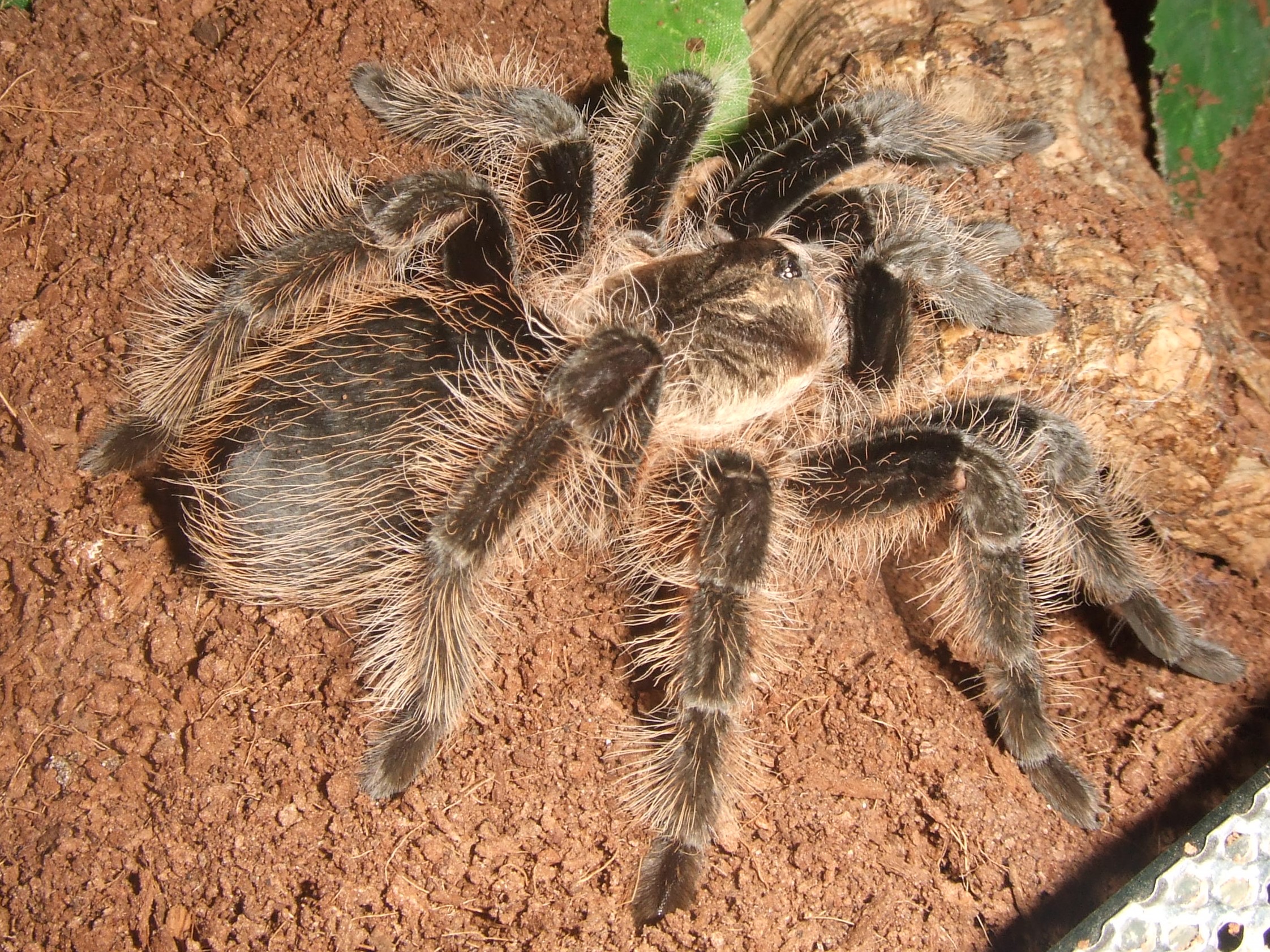 Brachypelma albopilosum Honduran F - Tinto