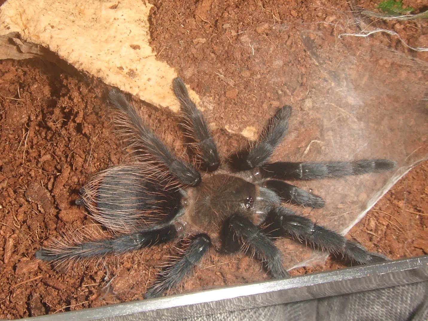 Brachypelma albopilosum Honduran - Lempa