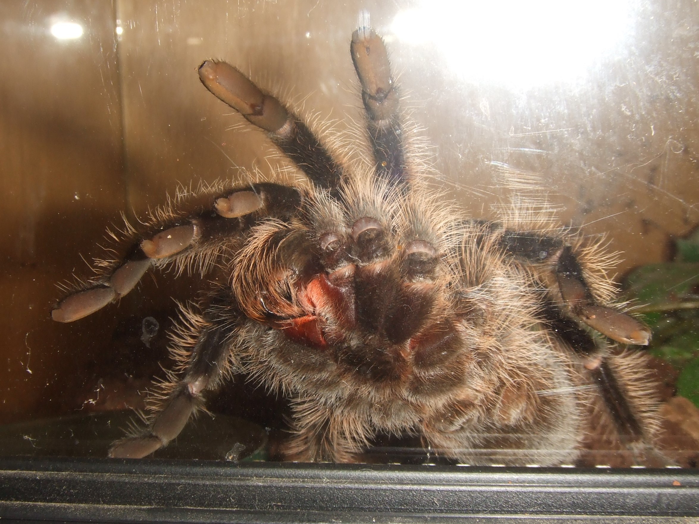 Brachypelma albopilosum (Honduran) - Tinto