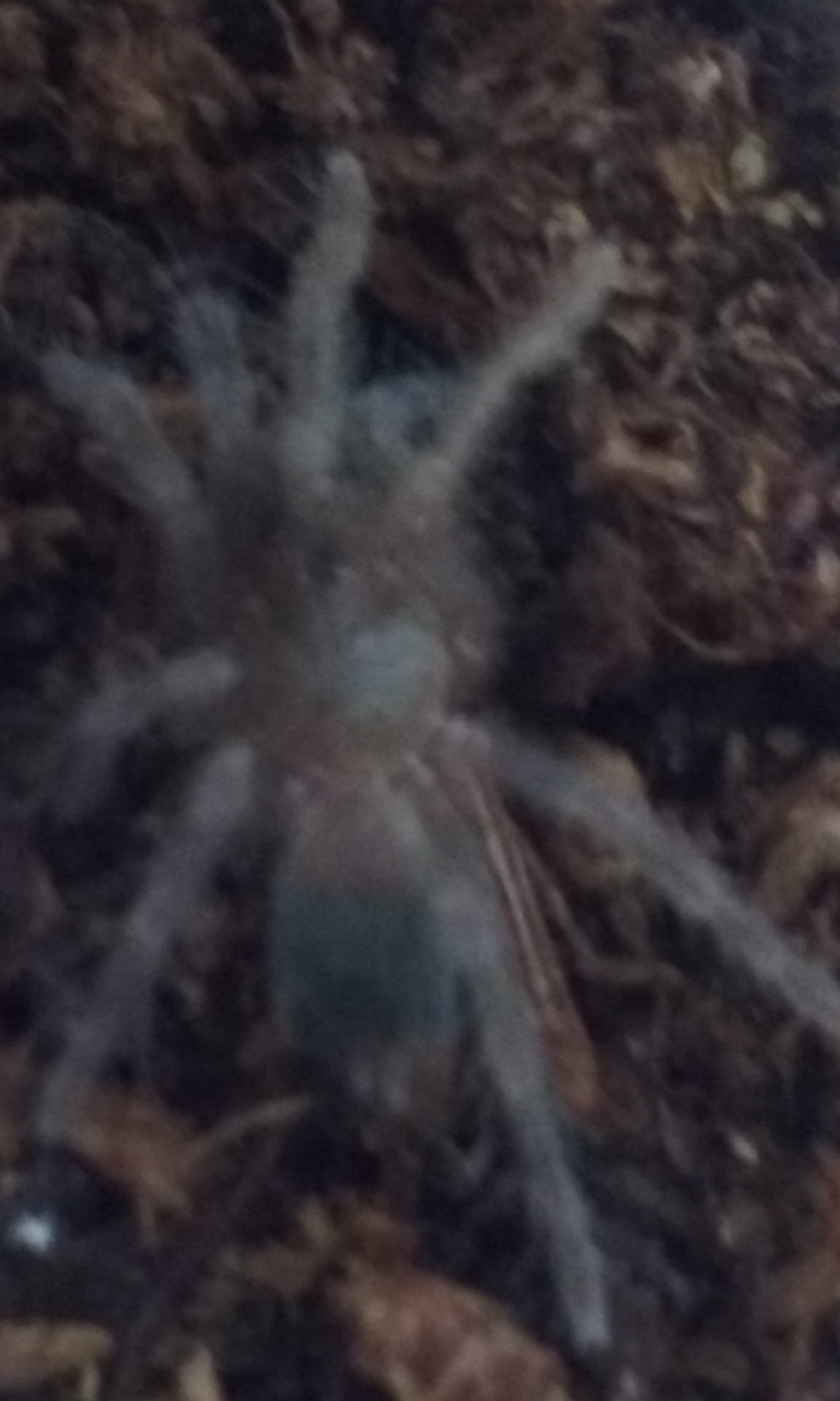 Brachypelma albopilosum  (native/true form)